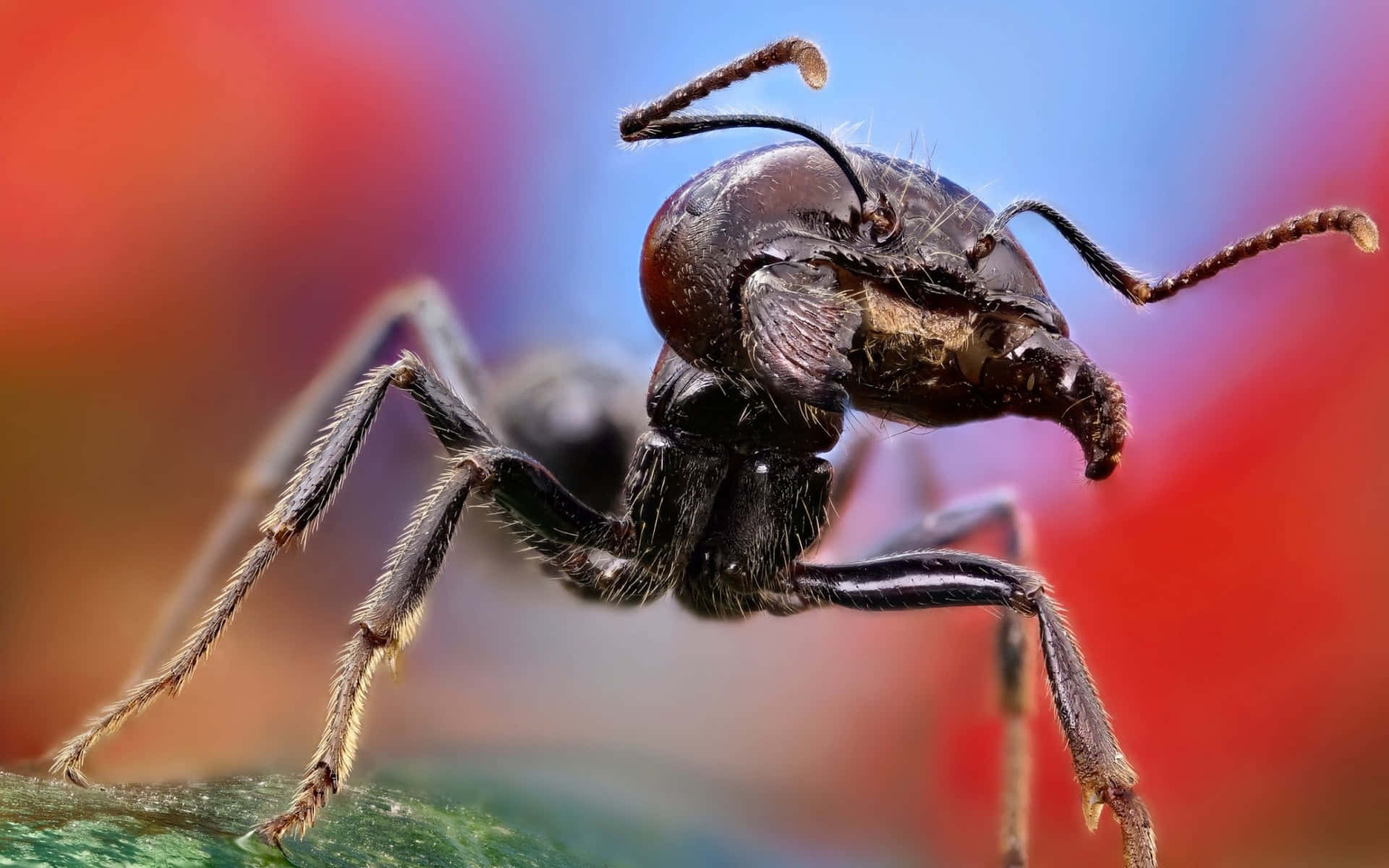 Close Up Harvester Ant Wallpaper