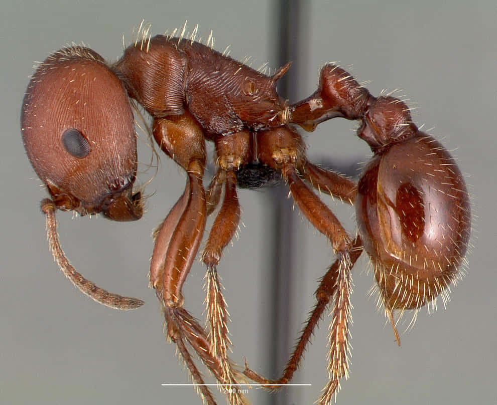 Close Up Harvester Ant Wallpaper