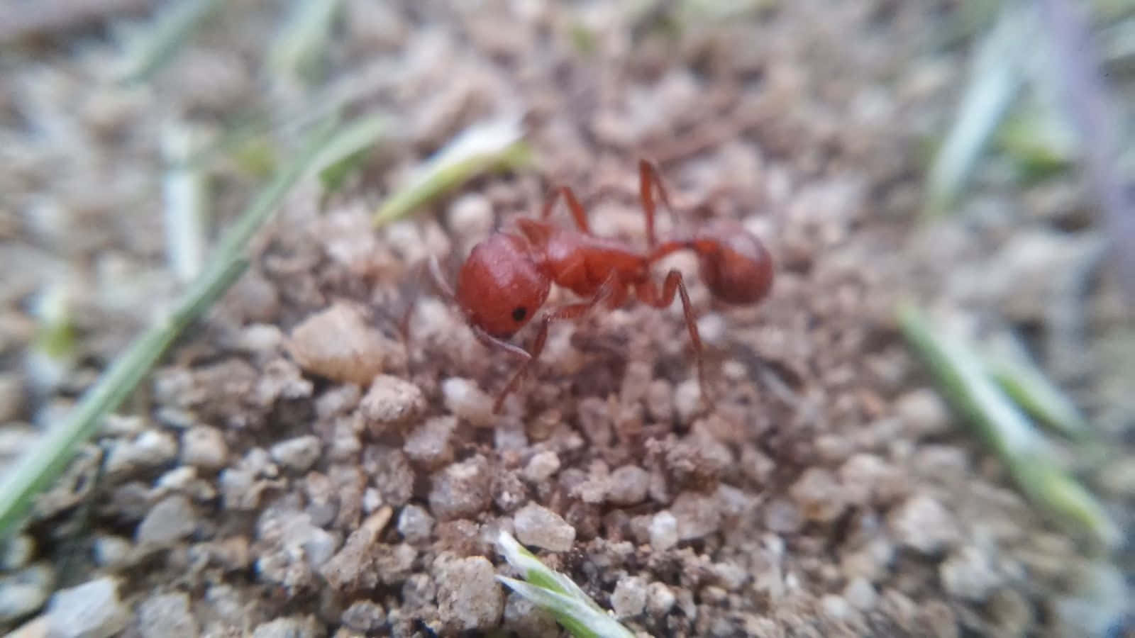 Close Up Harvester Ant On Ground Wallpaper