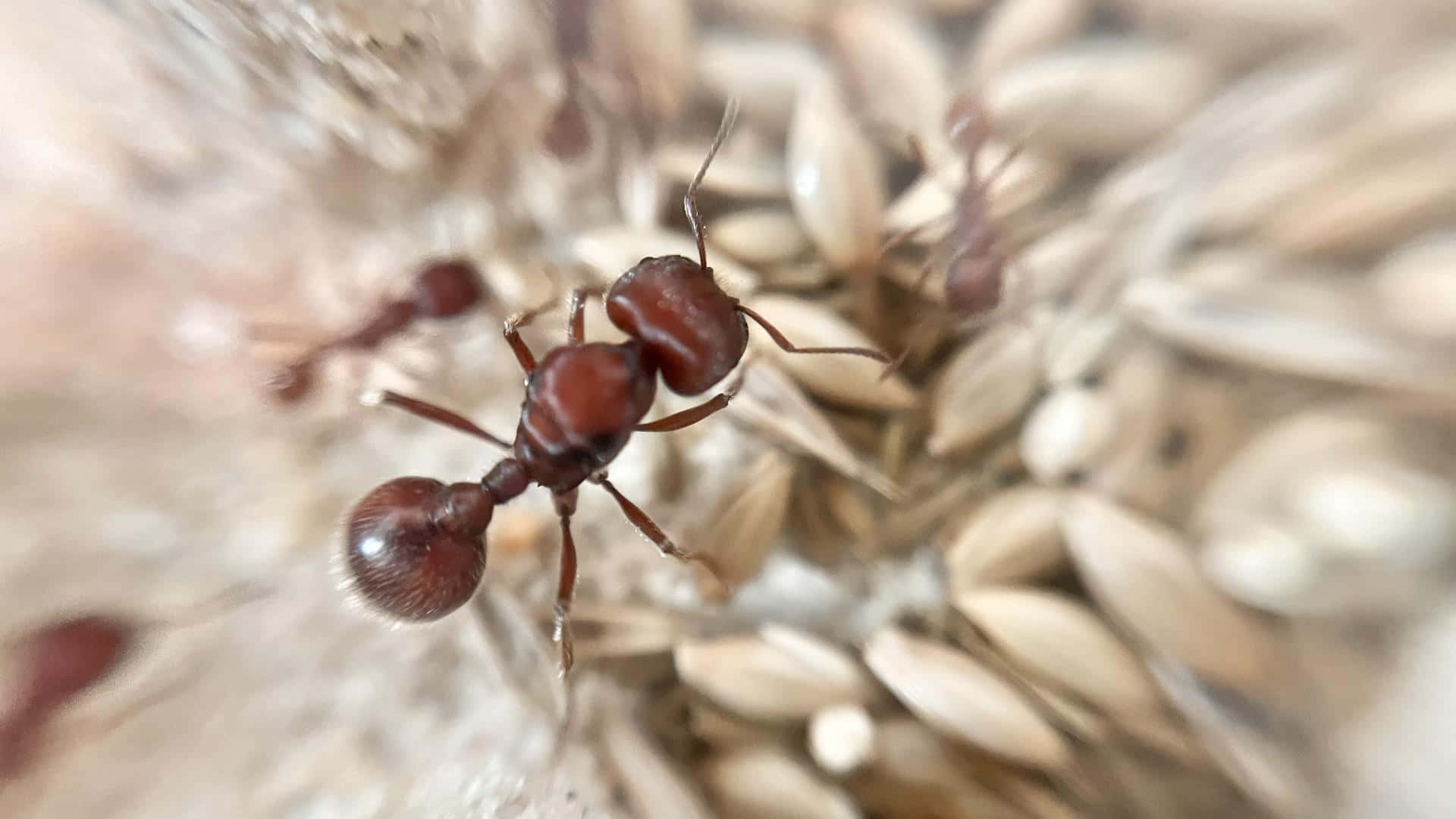 Close Up Harvester Ant Seed Collection Wallpaper