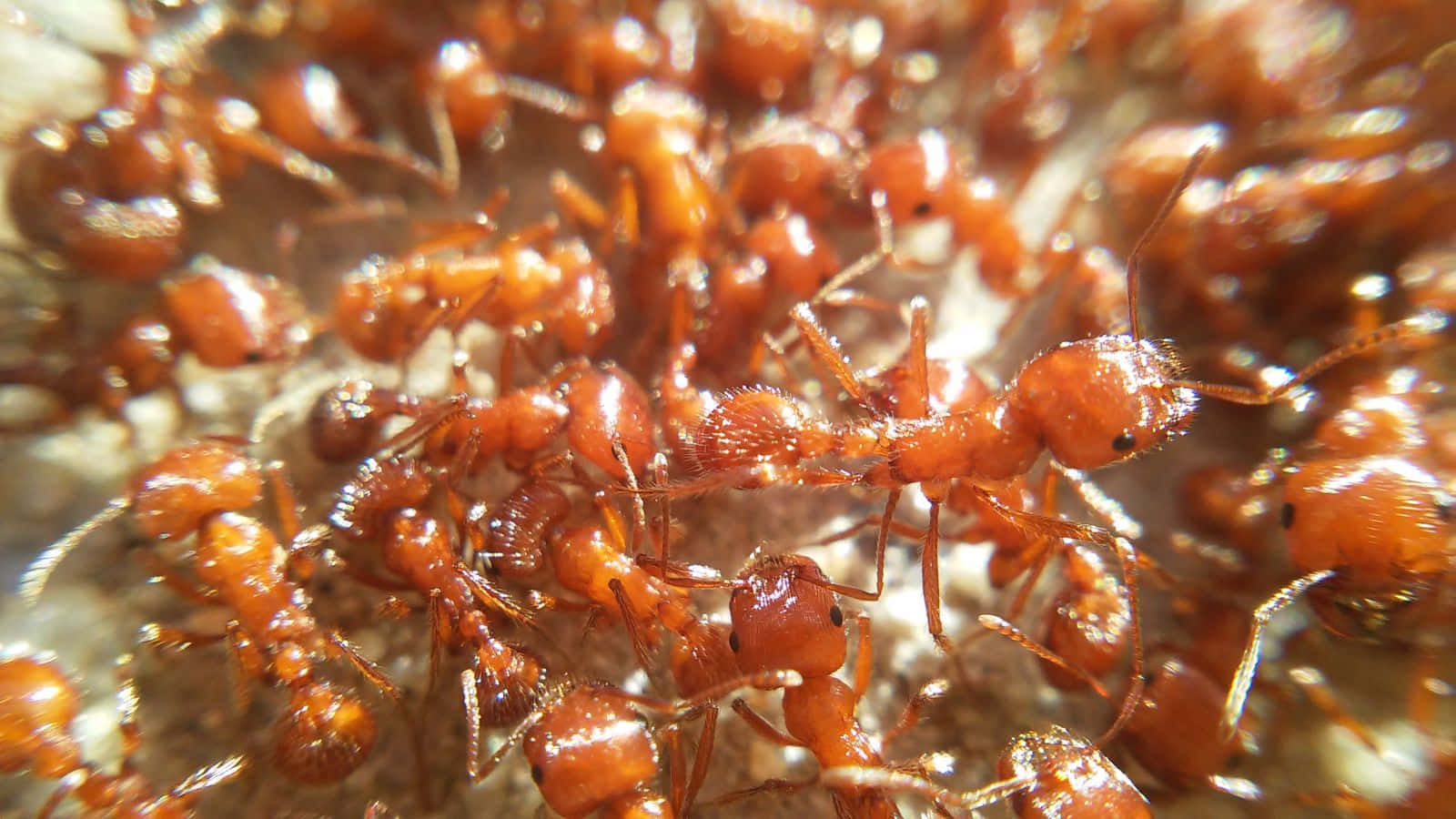 Close Up Harvester Ants Activity Wallpaper