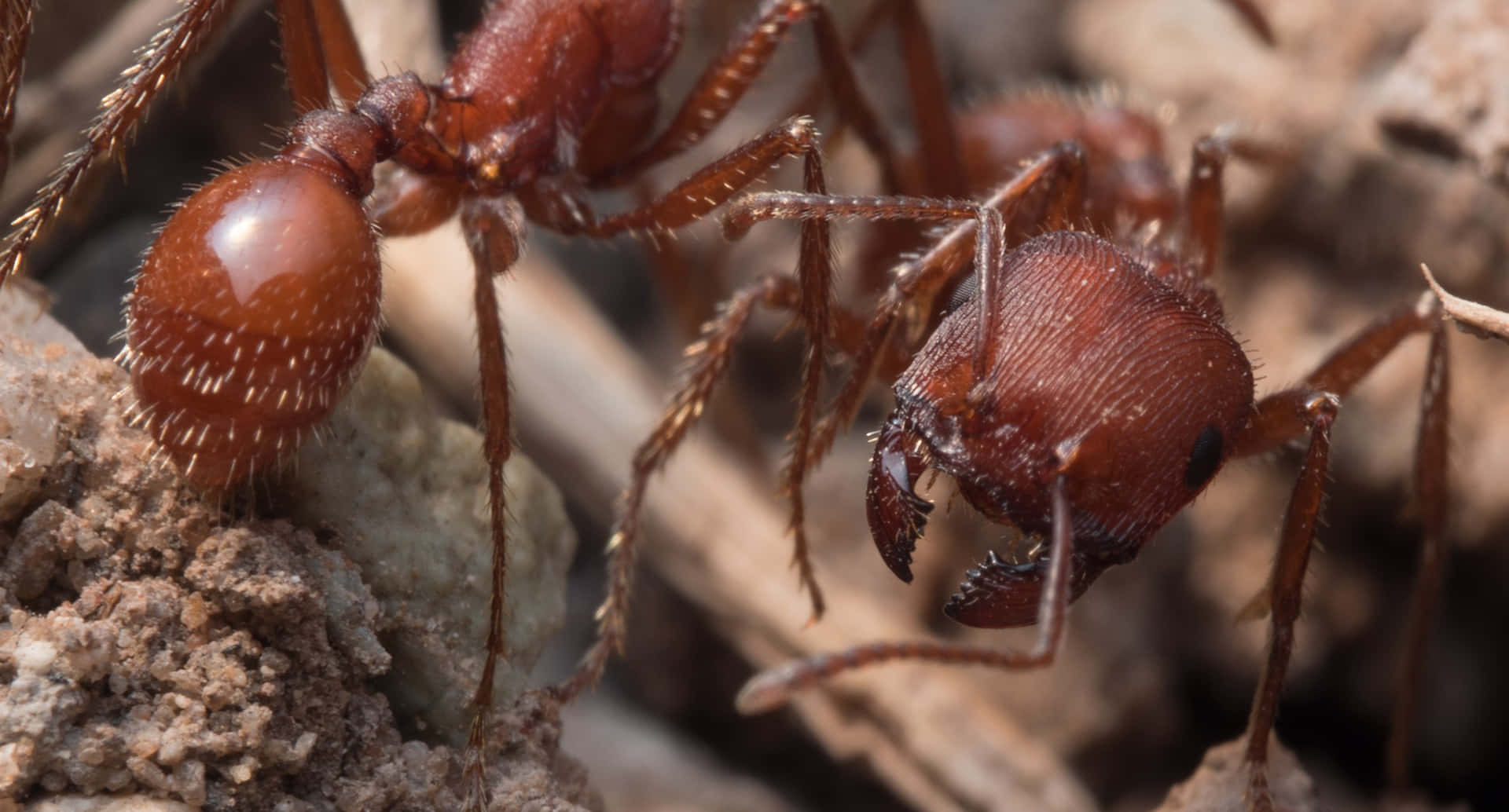 Close Up Harvester Ants Wallpaper