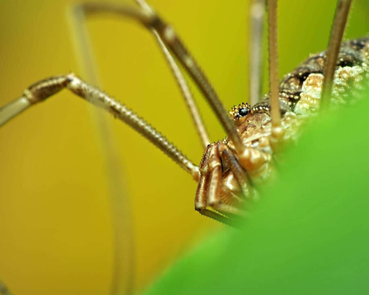 Close Up Harvestman Arachnid Wallpaper