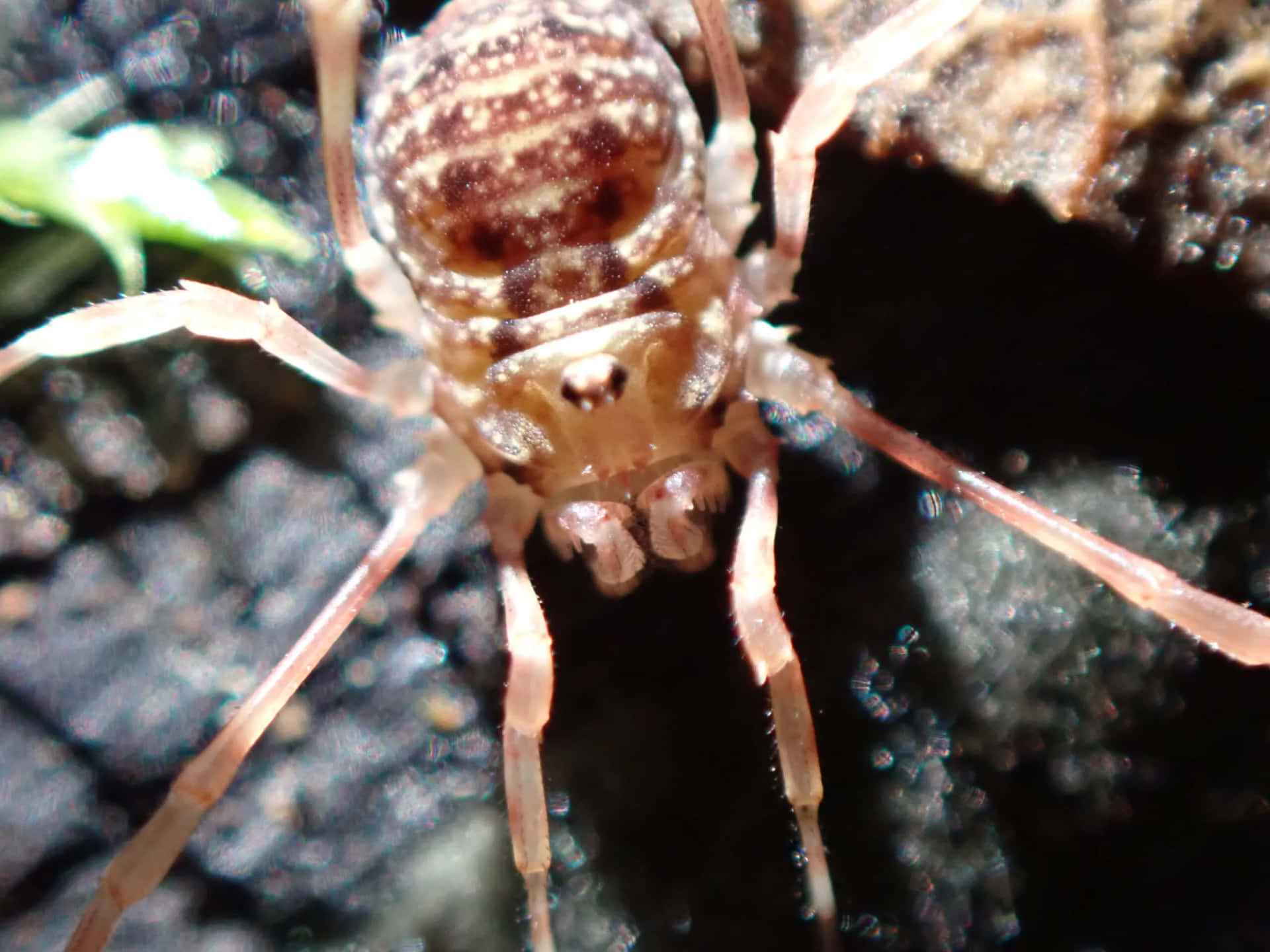 Close Up Harvestman Spider Wallpaper