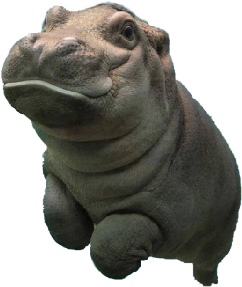 Close Up Hippo Portrait PNG