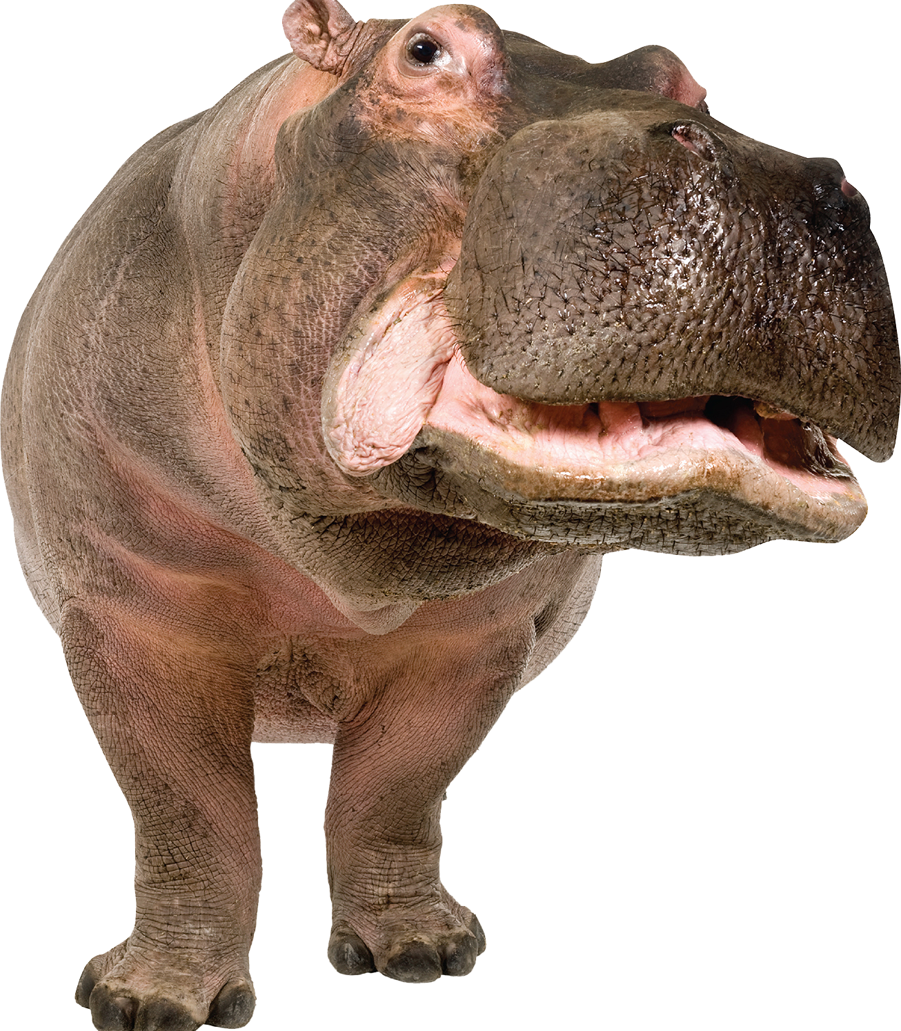 Close Up Hippo Smiling PNG