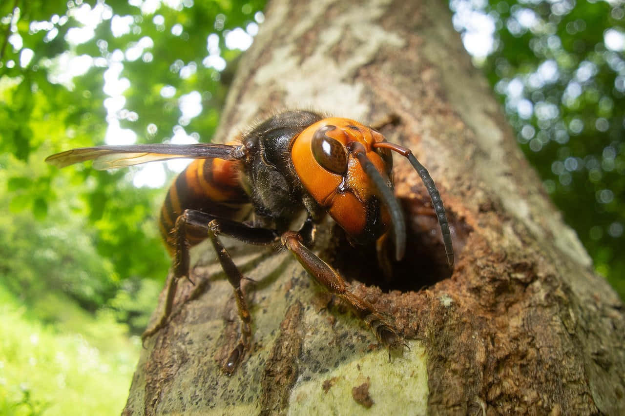 Close Up Hornet Entering Tree Hole Wallpaper
