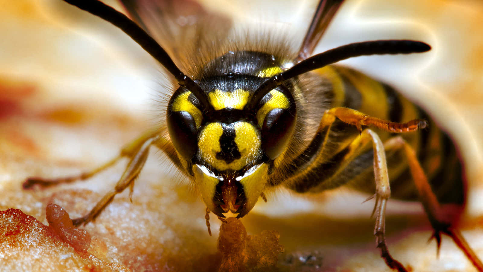 Close Up Hornet Feeding.jpg Wallpaper