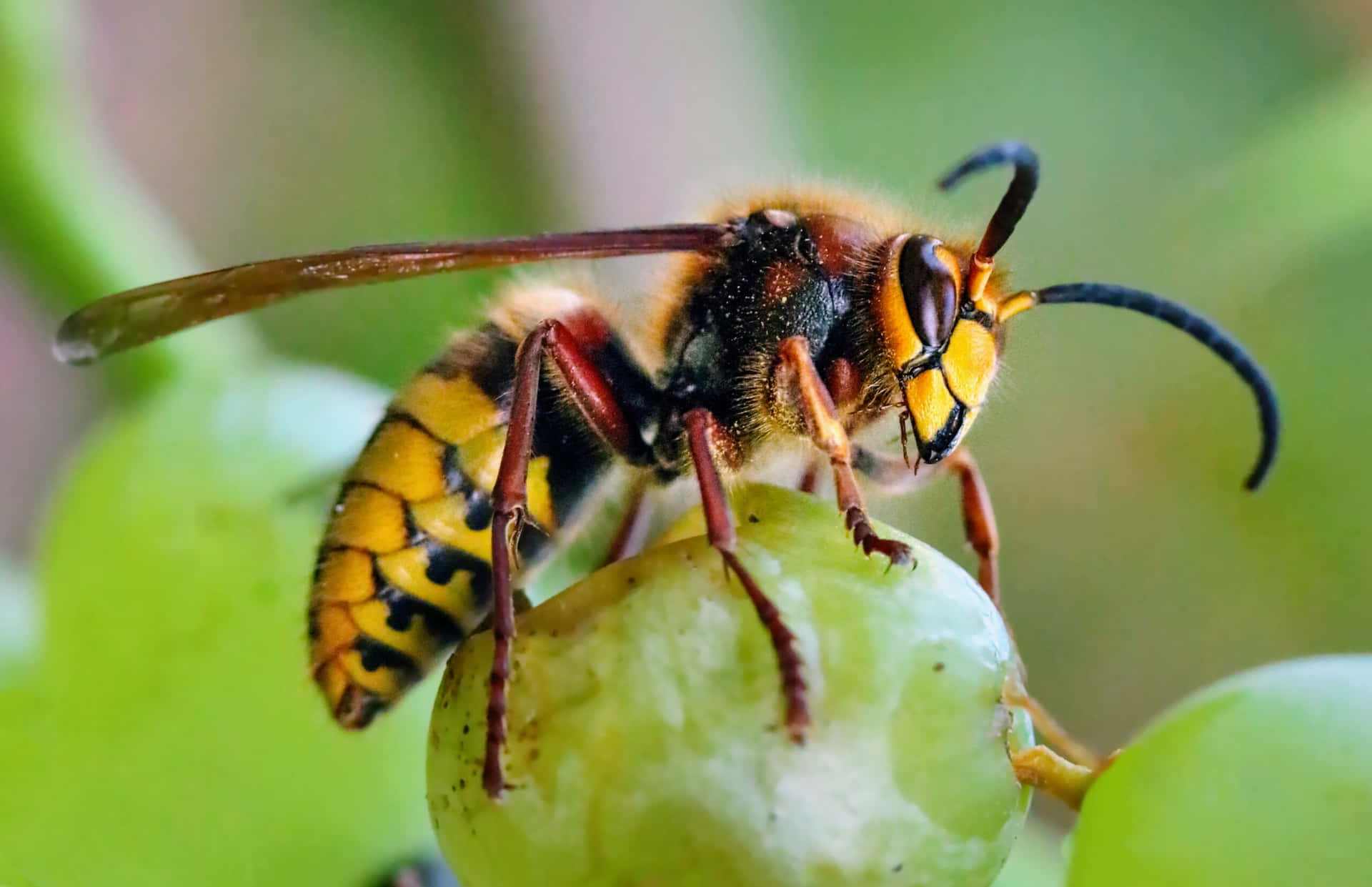 Close Up Hornet On Green Grape Wallpaper