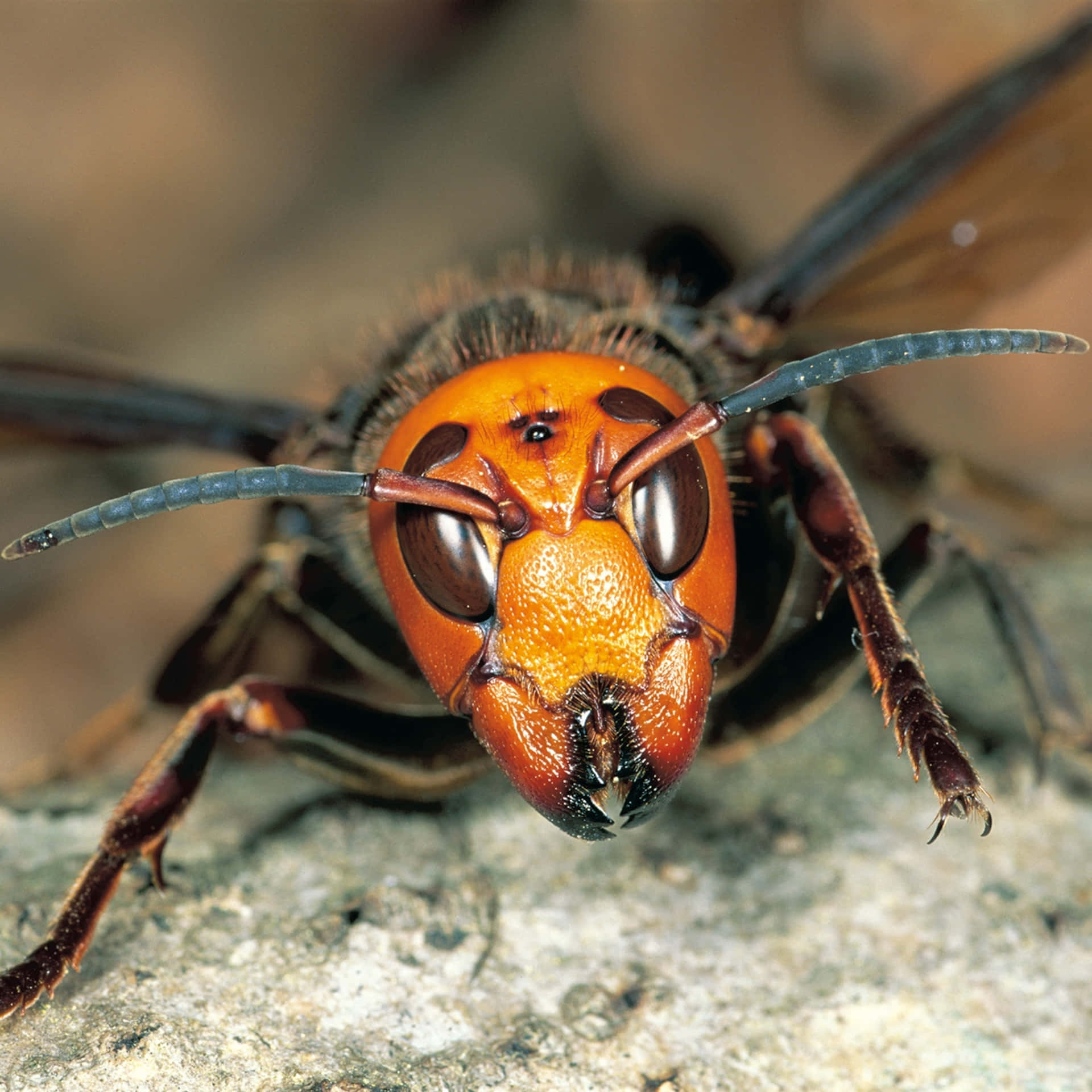 Download Close Up Hornet Portrait Wallpaper | Wallpapers.com