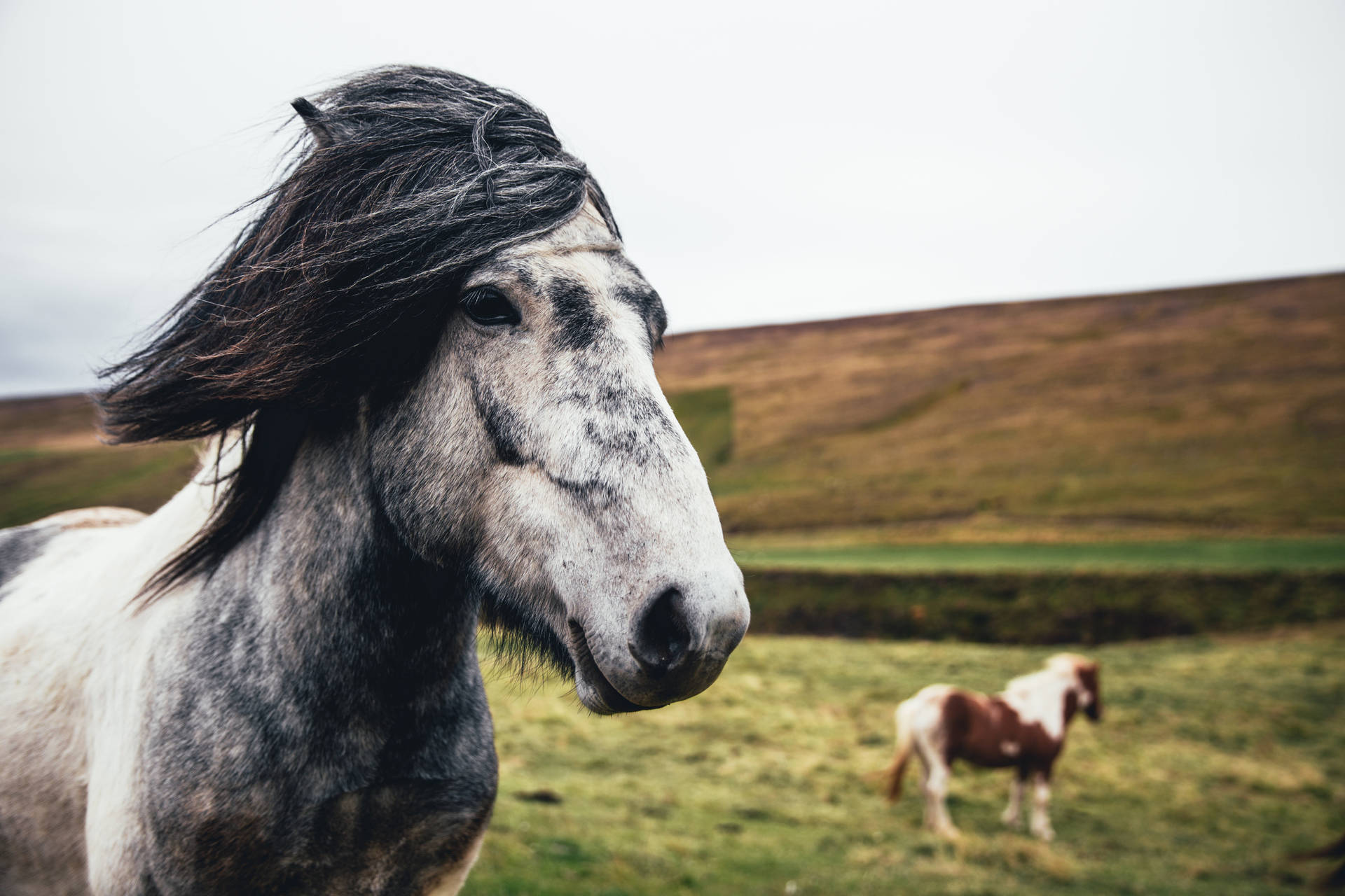 A horse trots through the windy countryside Wallpaper