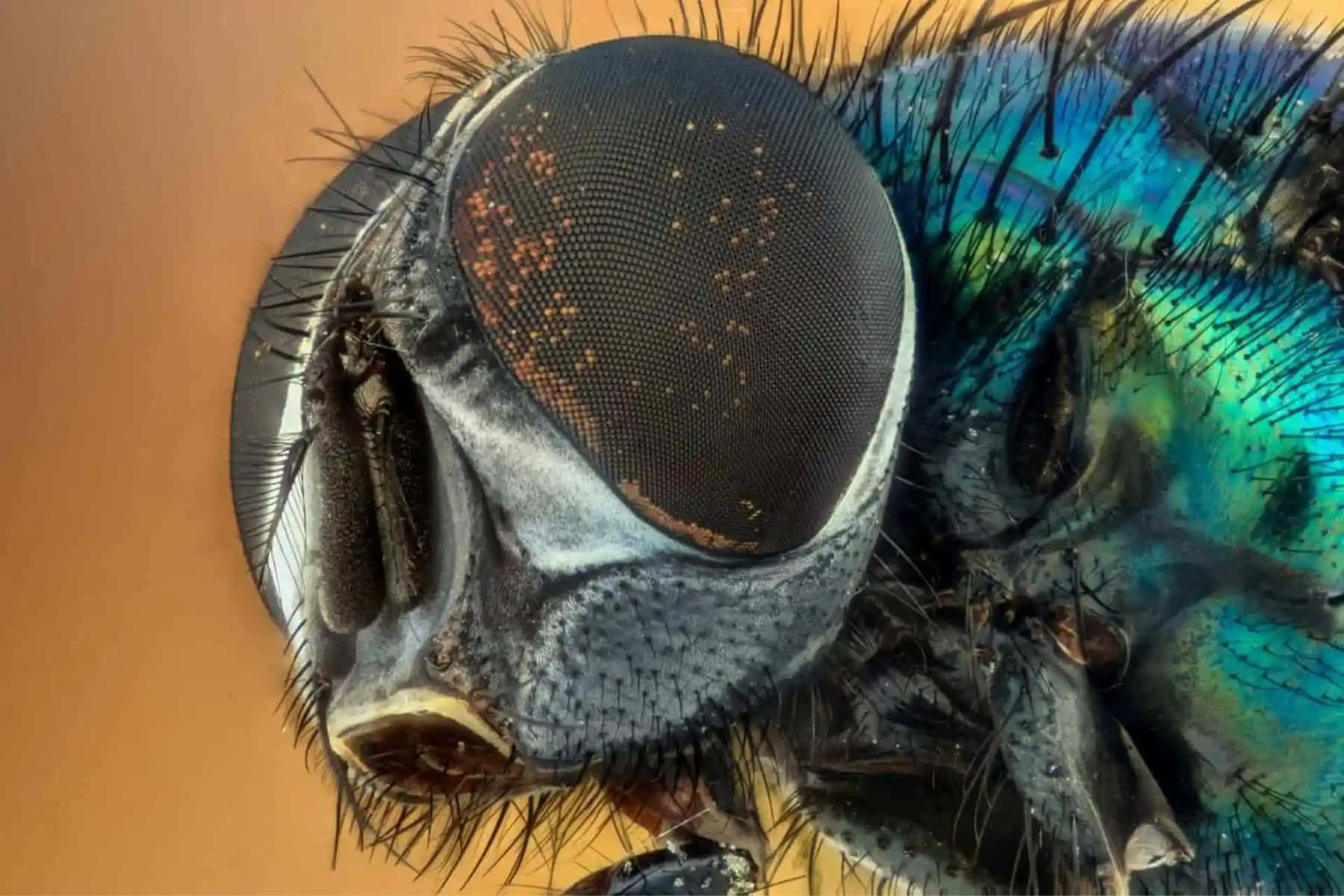 Close Up House Fly Head Wallpaper