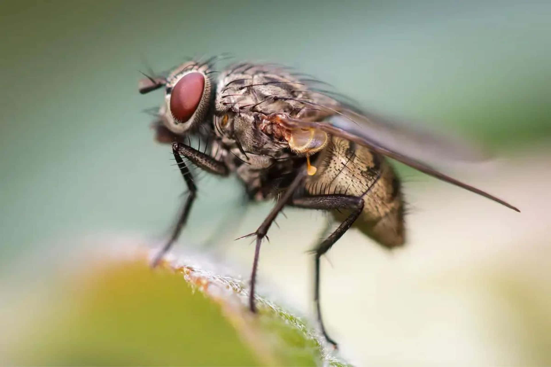 Close Up House Fly Wallpaper