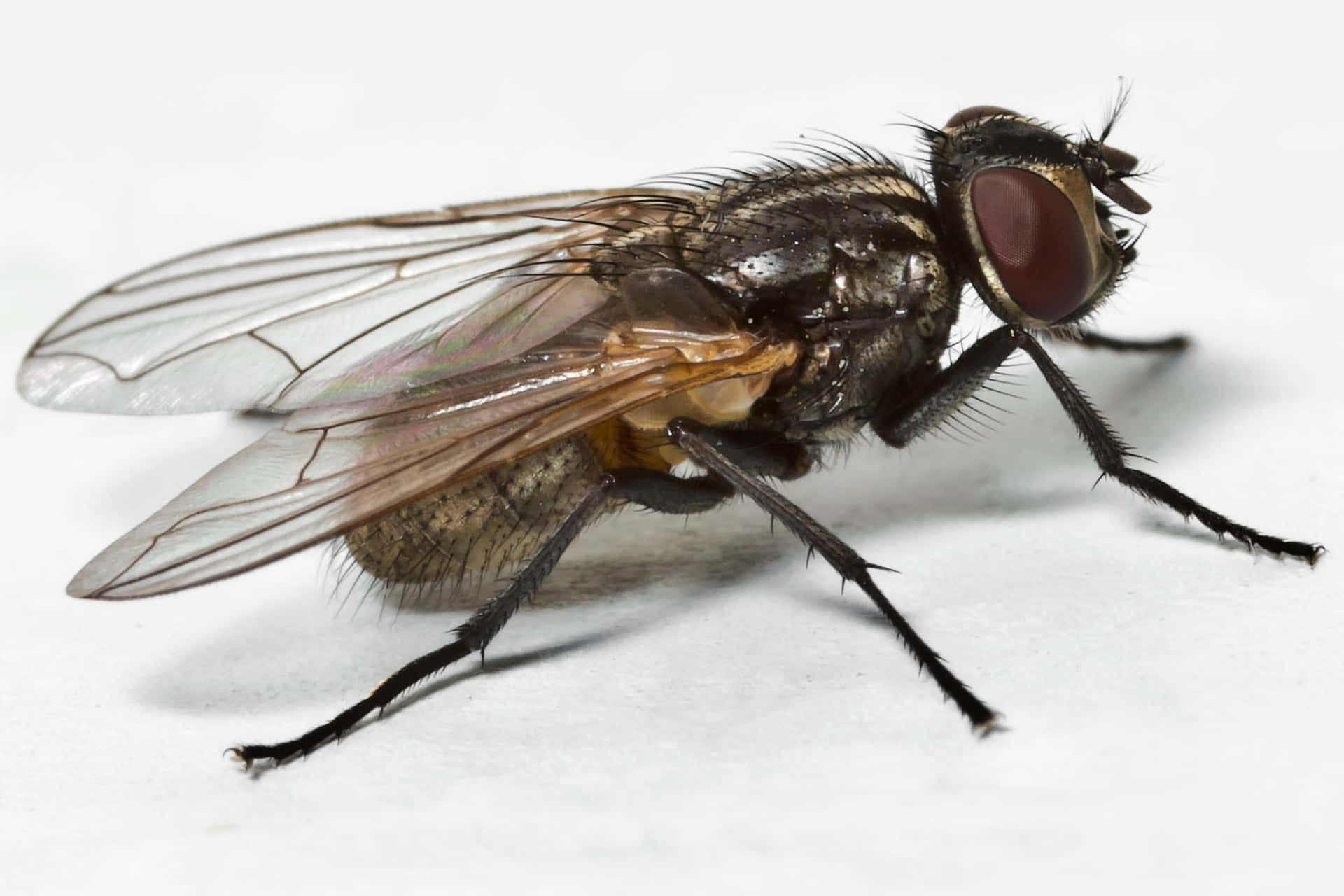 Close Up House Fly Wallpaper