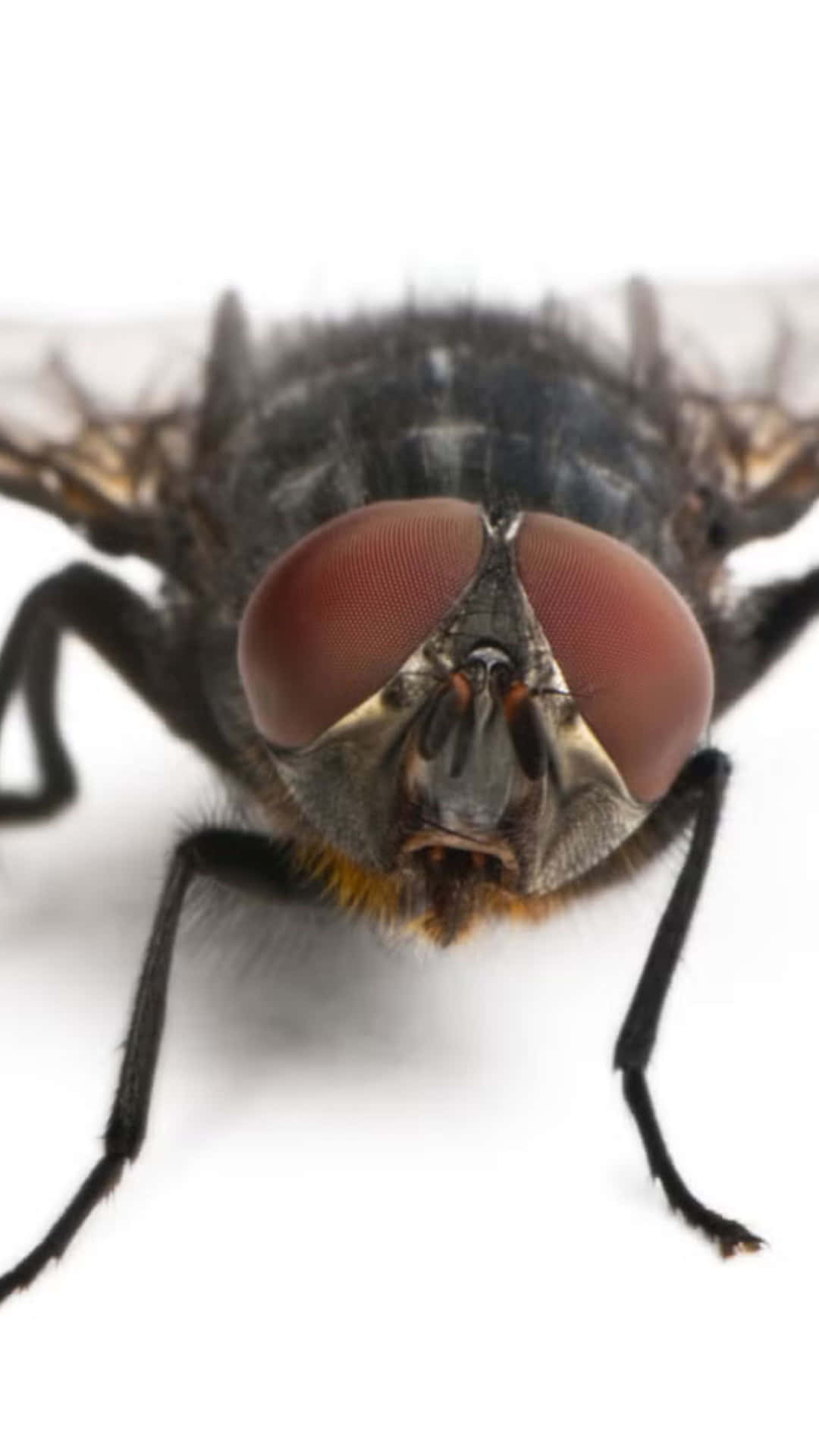 Close Up House Fly Portrait Wallpaper