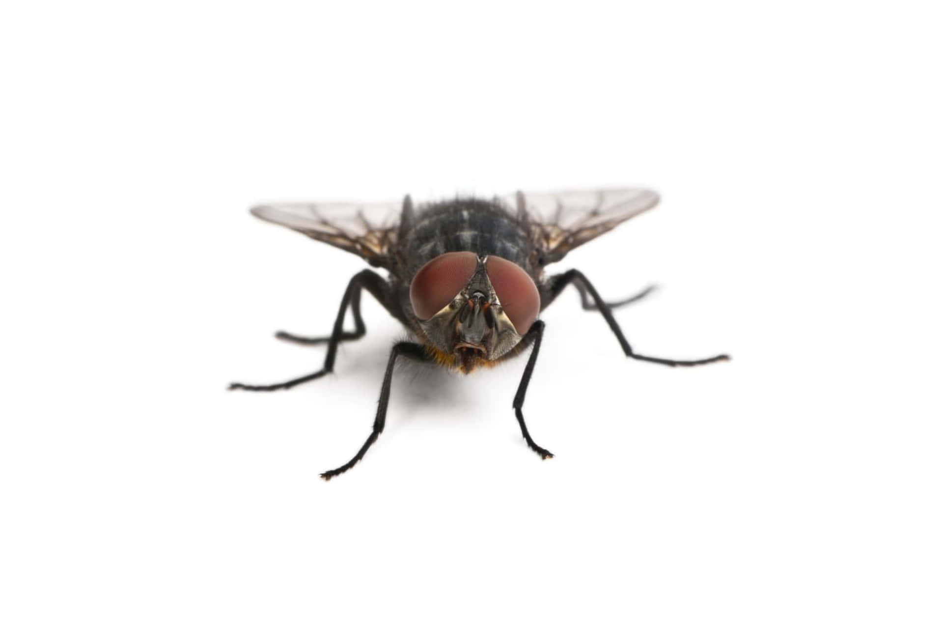Close Up House Fly White Background Wallpaper