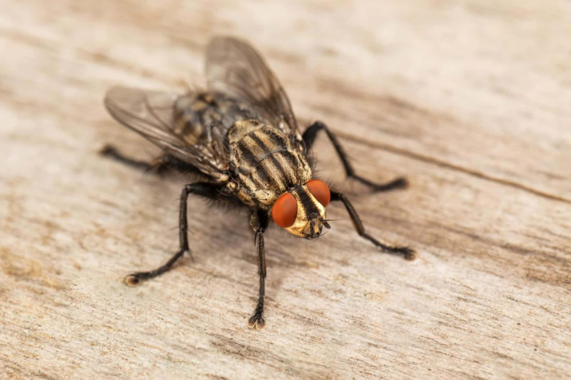 Close Up House Fly Wooden Surface Wallpaper