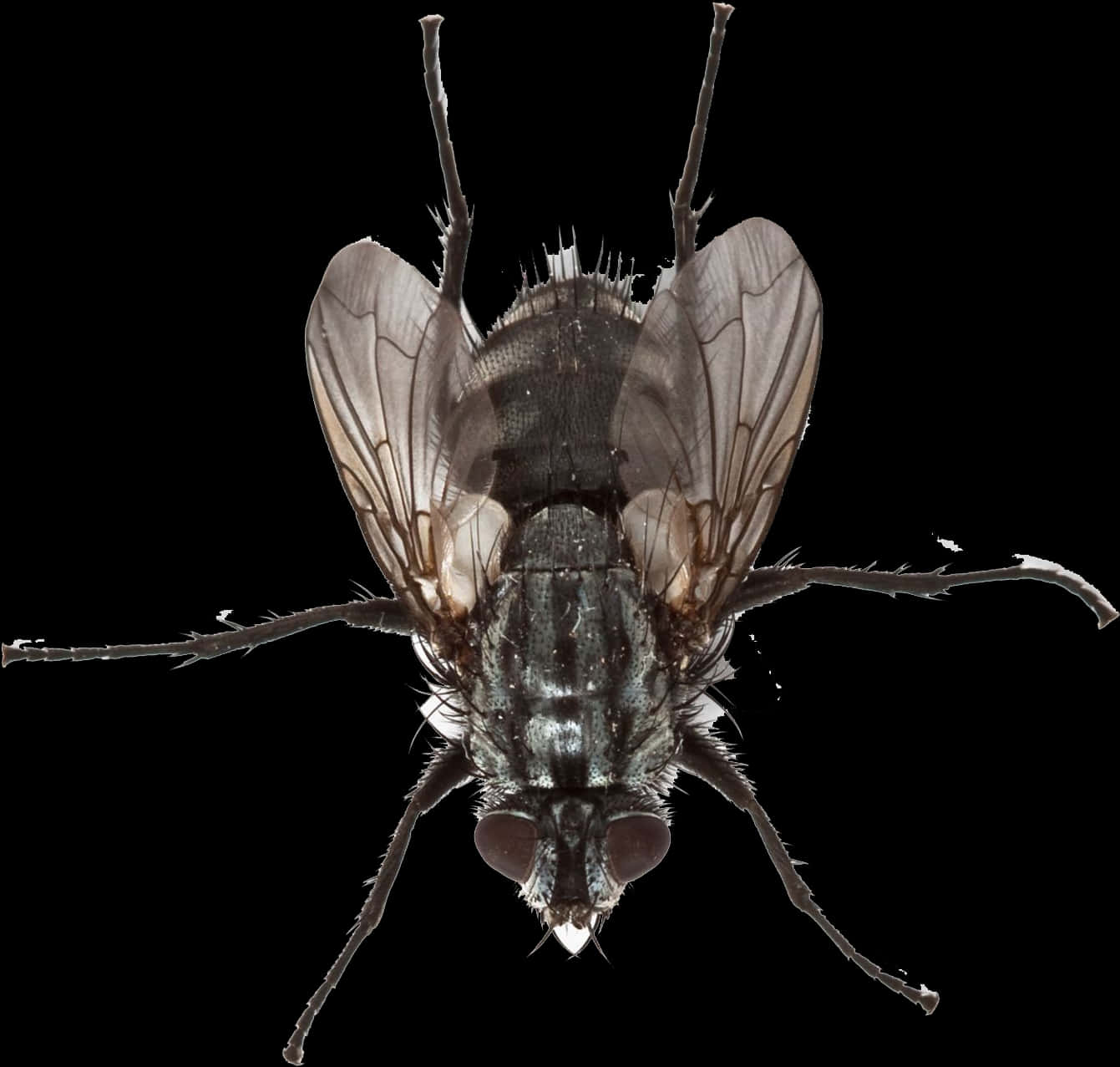 Close Up Housefly Isolated PNG