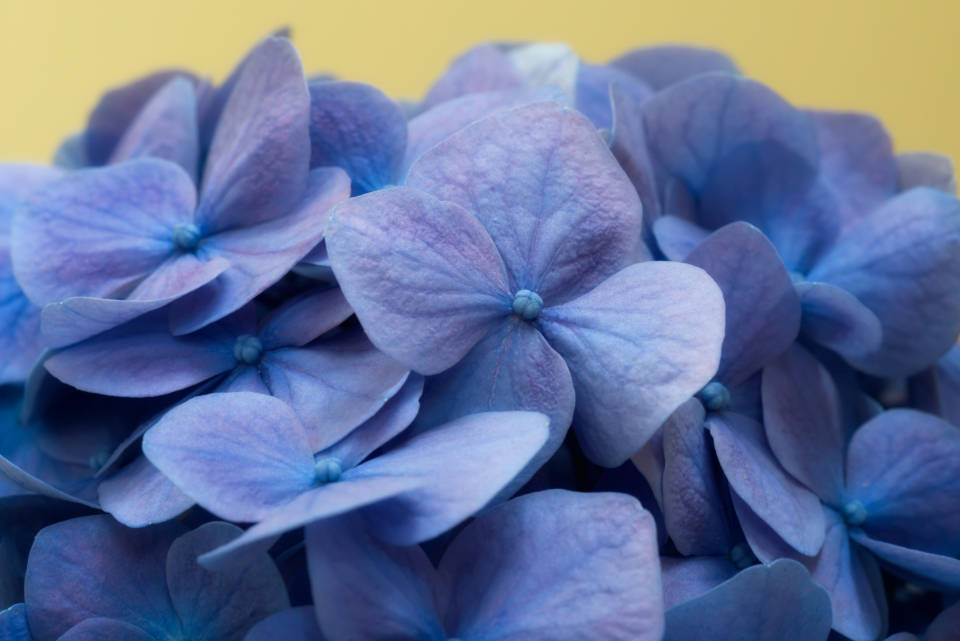 Close-up Hydrangea Colore Blu Hd Sfondo