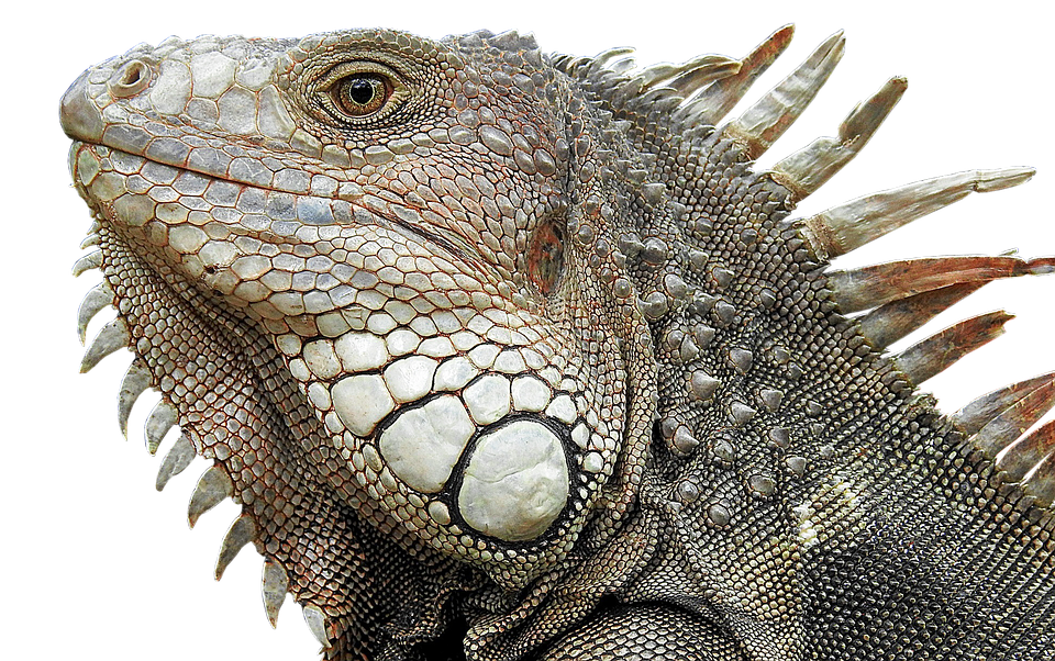 Close Up Iguana Portrait PNG