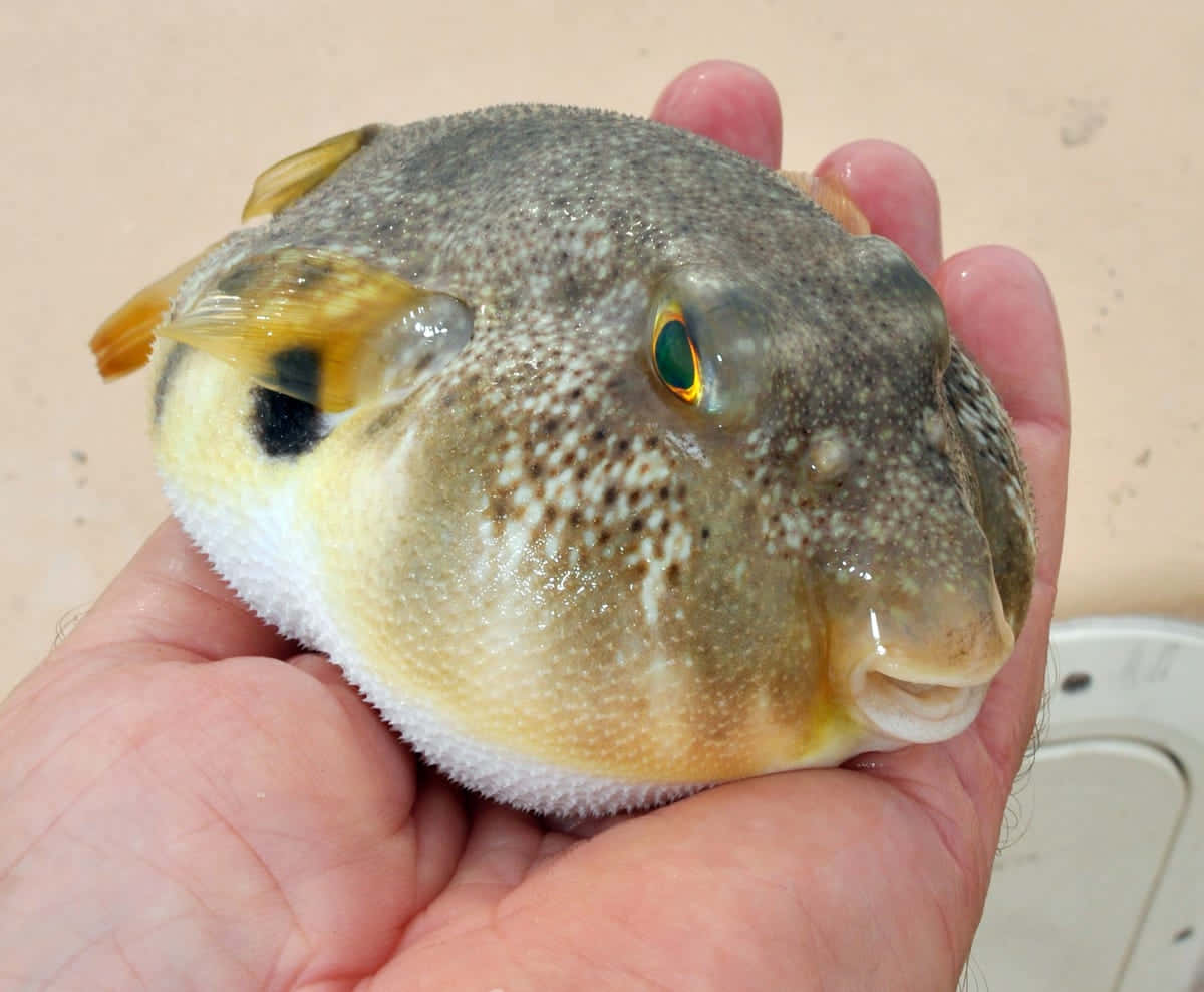 Close-up Image Of A Pufferfish In The Deep Ocean Wallpaper