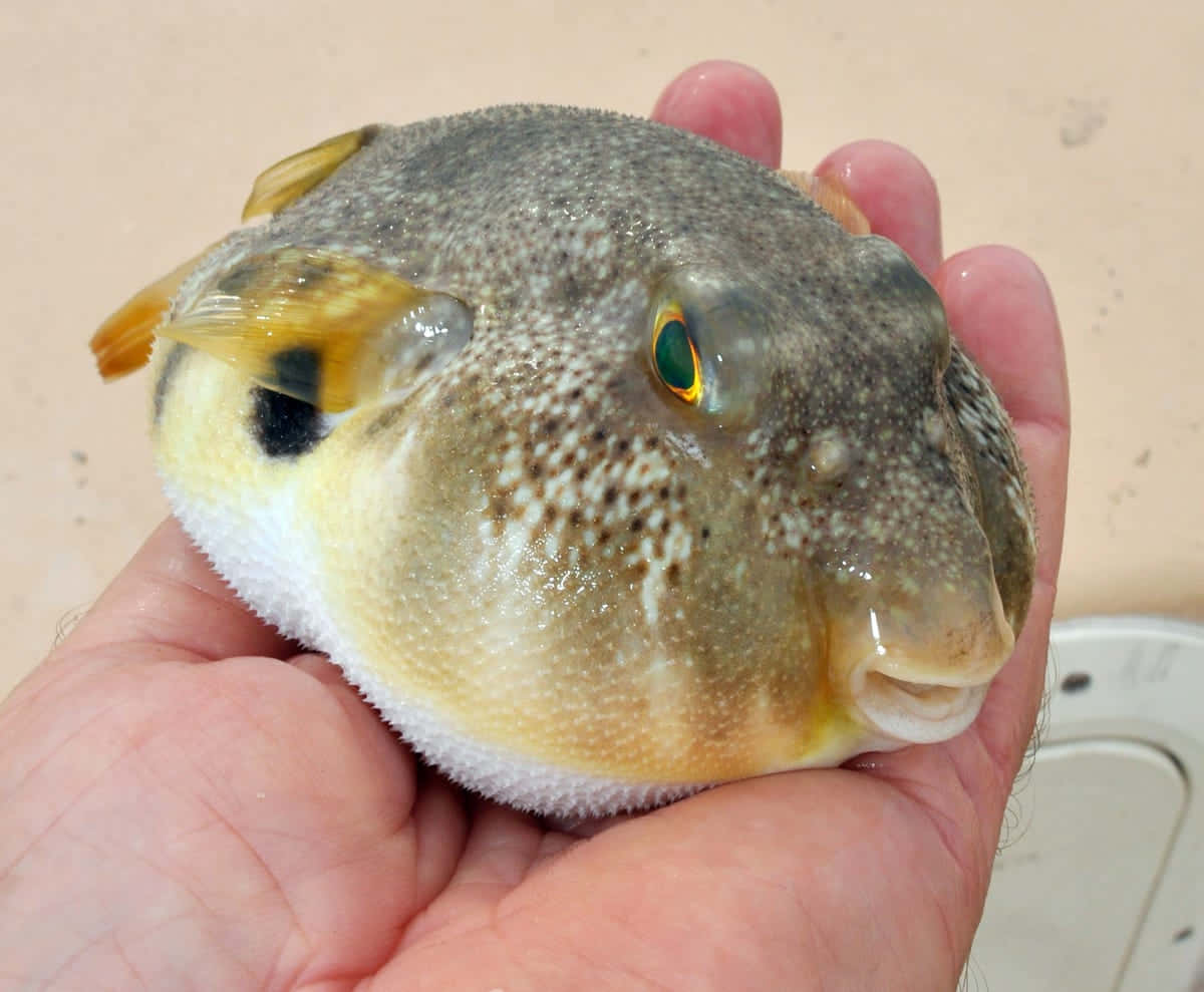 Download Close-up Image Of A Pufferfish In The Deep Ocean Wallpaper ...