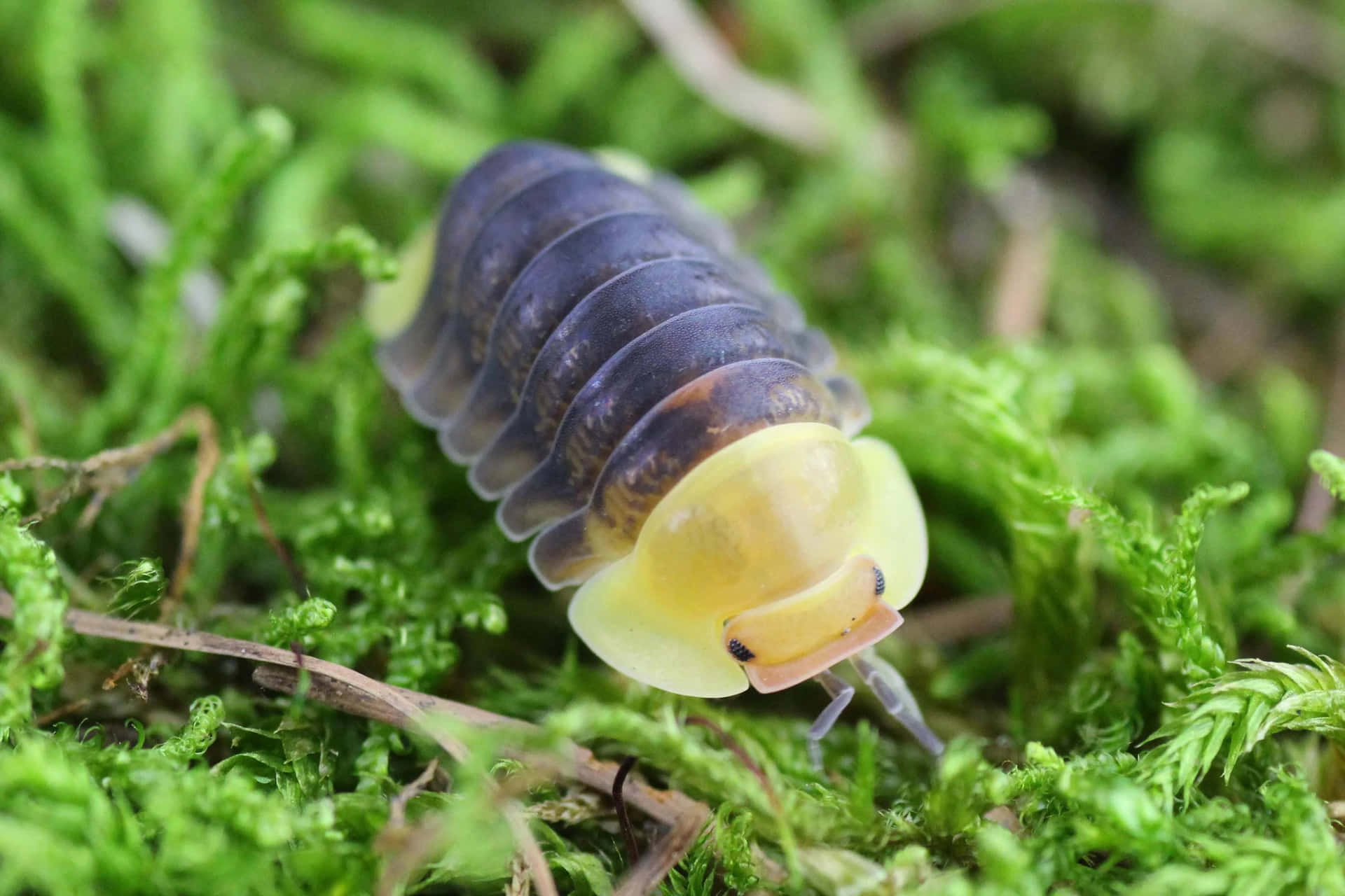Close-up Image Of An Isopod Creature Wallpaper