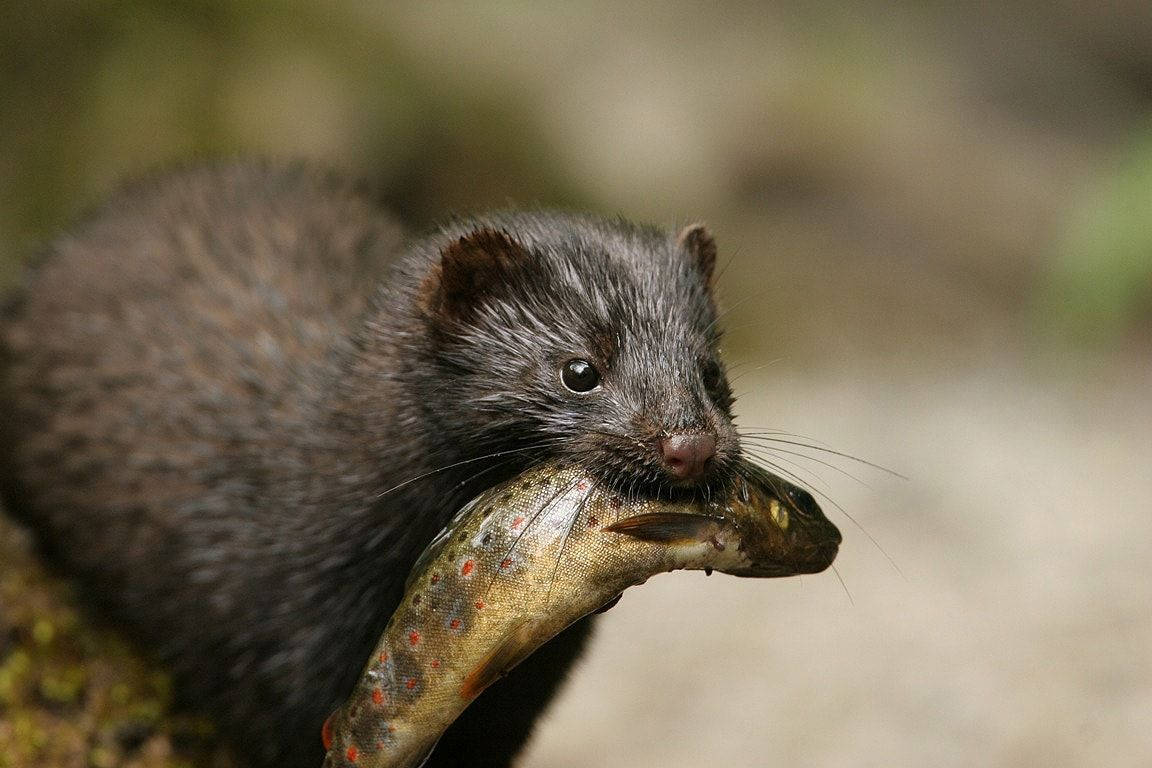 Close Up Image Of Mink With fish Wallpaper
