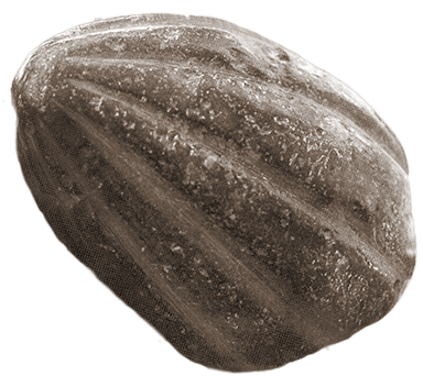 Close Up Imageof Squash Seed PNG