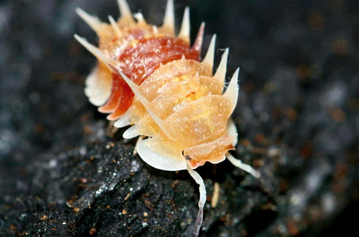 Nærbilde Av Isopod På Stein Bakgrunnsbildet