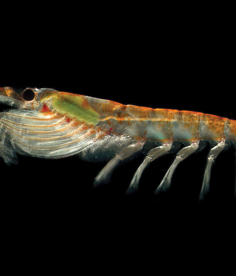 Nærbilde Av Krill Under Mikroskop Bakgrunnsbildet