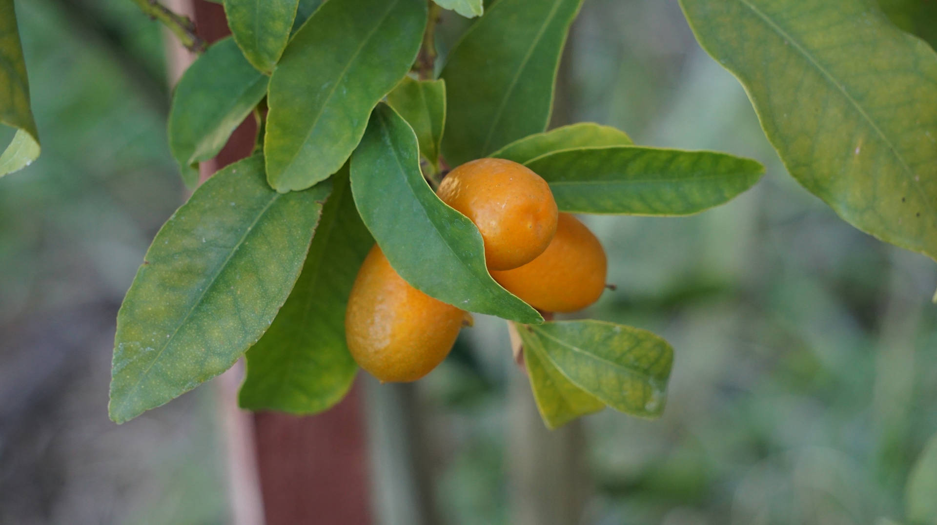 Nahaufnahmevon Kumquat-früchten An Einer Pflanze Wallpaper