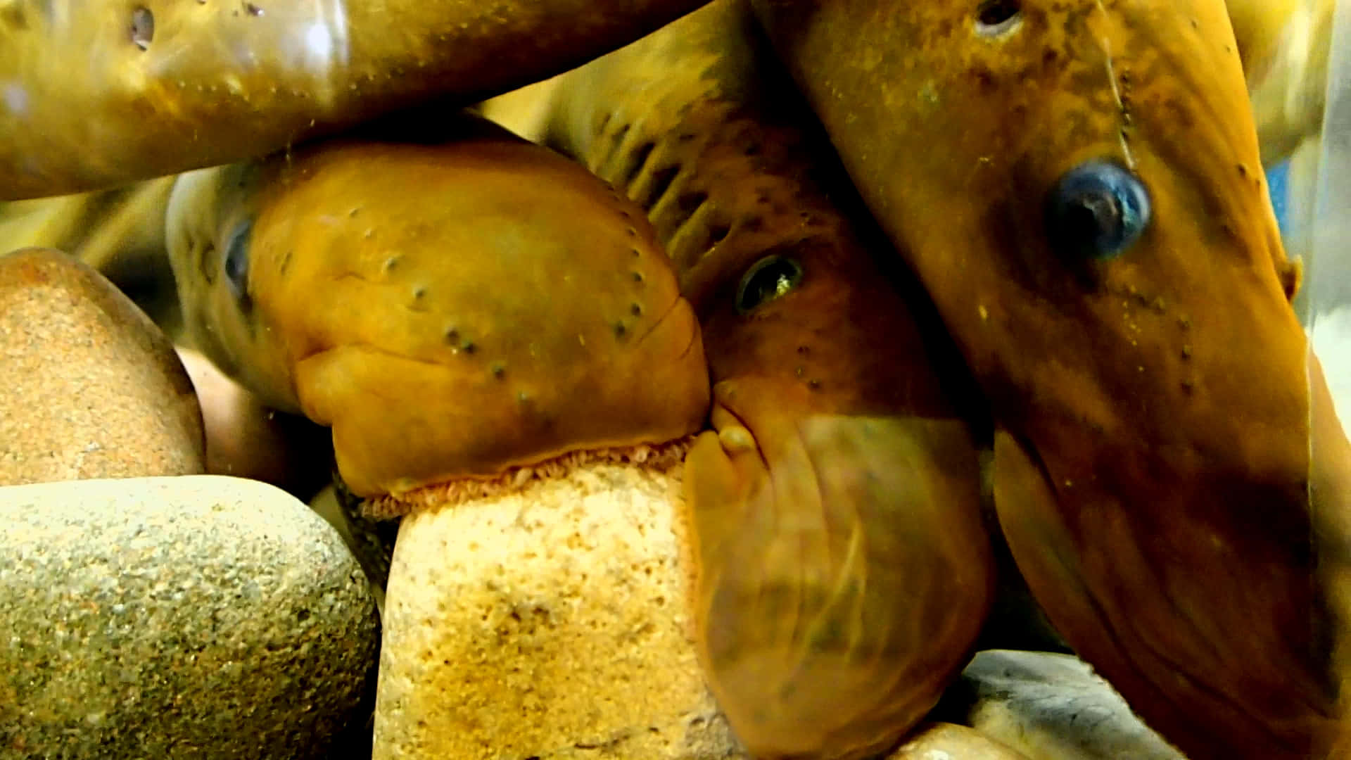 Close Up Lampreys Resting On Rocks Wallpaper