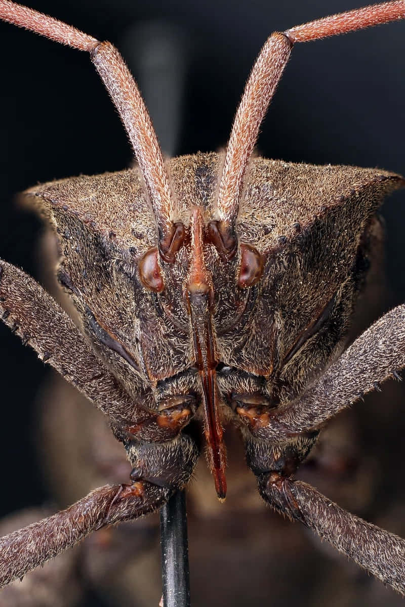 Close Up Leaf Footed Bug Headshot Wallpaper