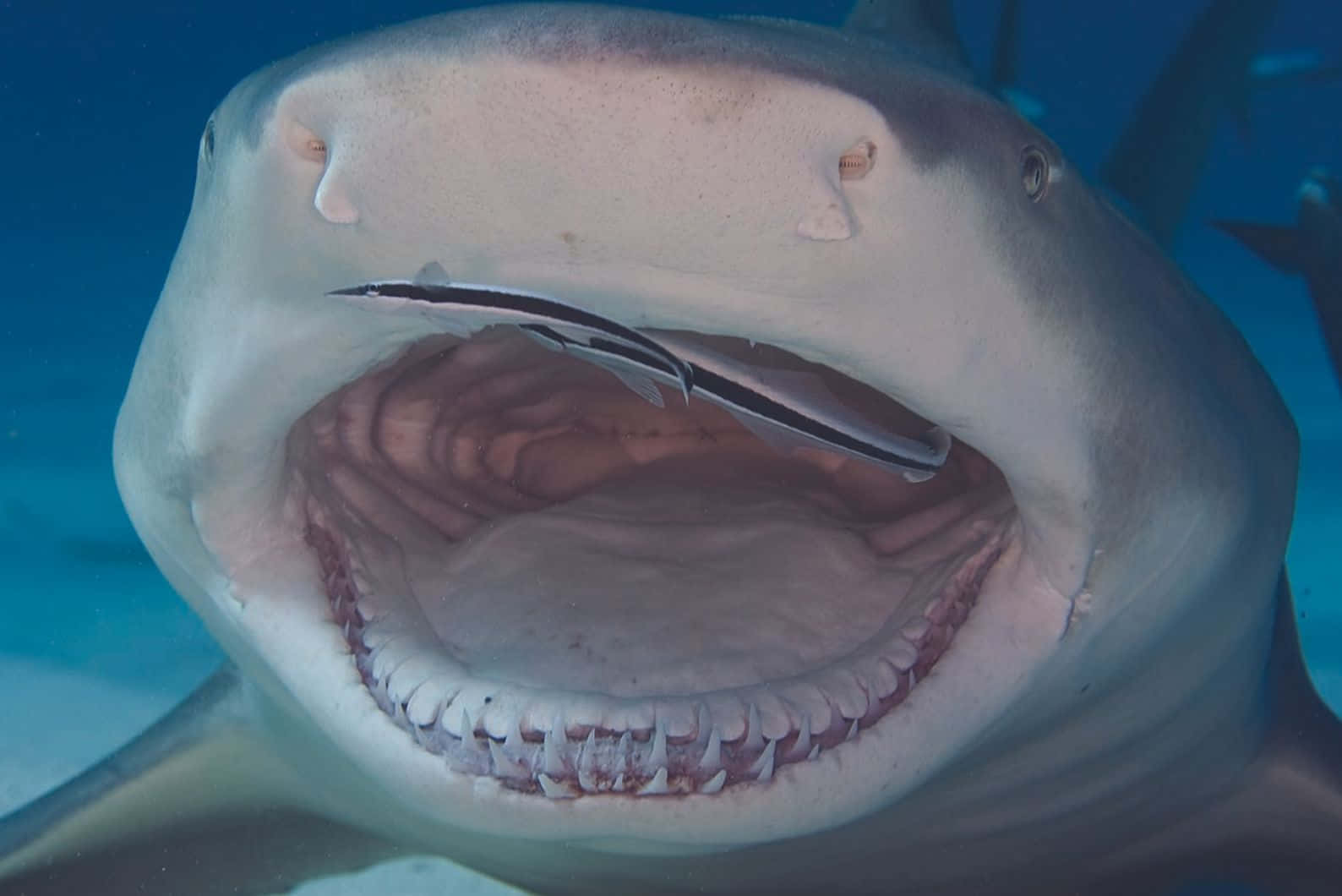 Close Up Lemon Shark Mouth Wallpaper