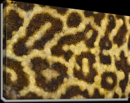 Close Up Leopard Skin Pattern PNG