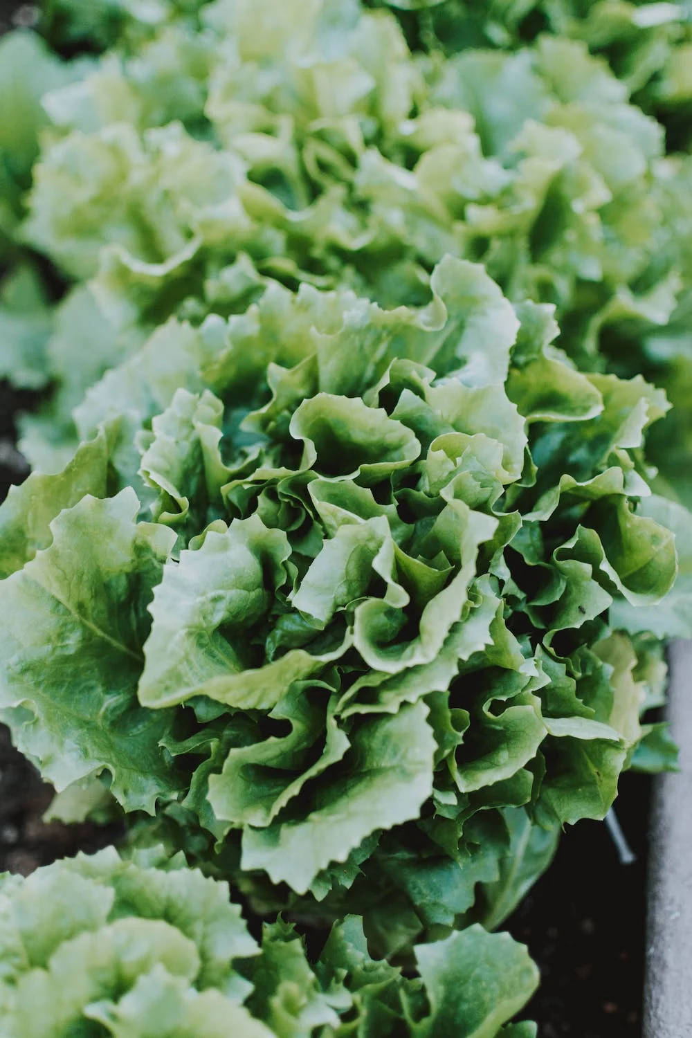Close Up Lettuce Wallpaper