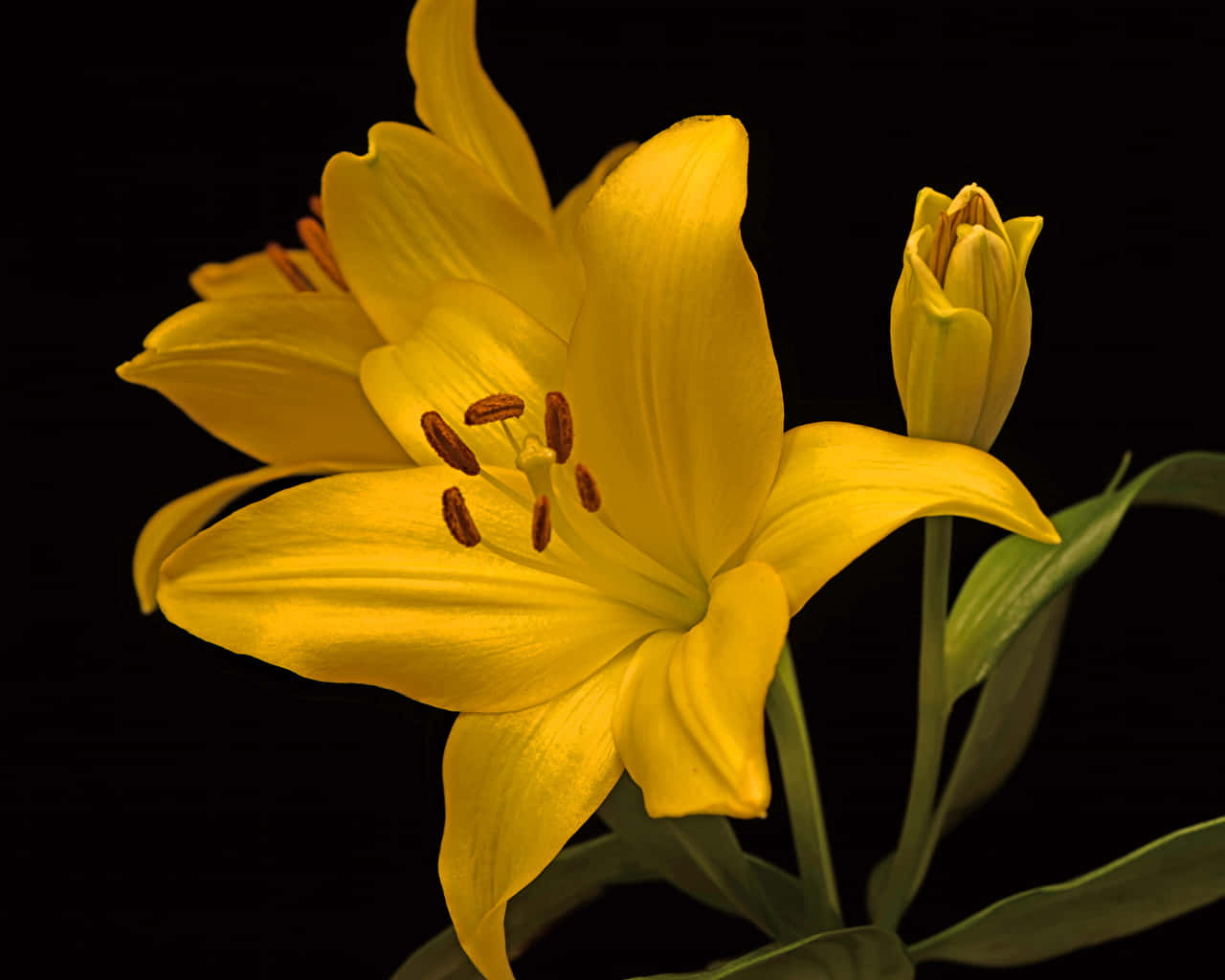 Close-up Lily Flowers Yellow Petals Wallpaper