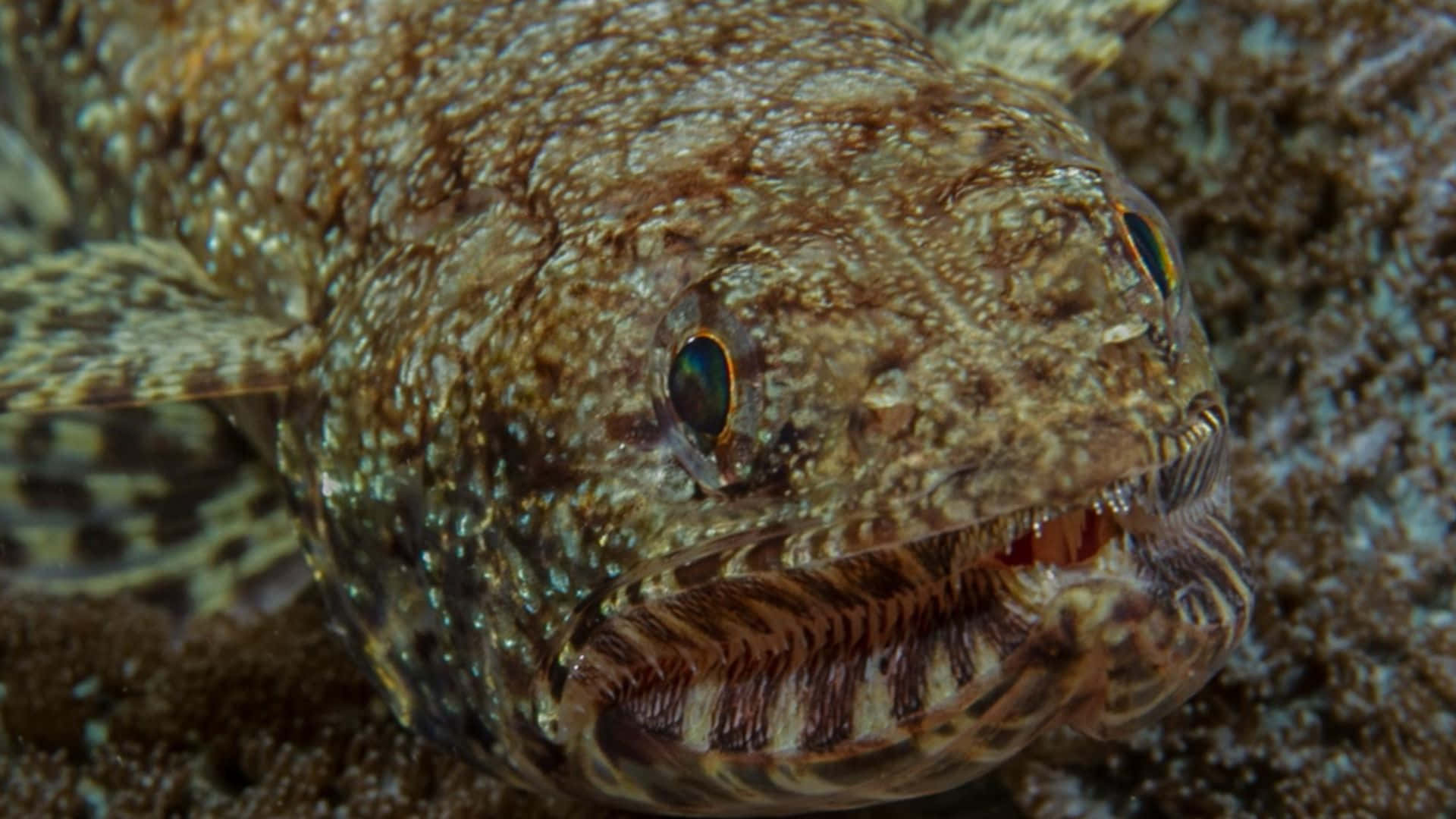 Close Up Lizardfish Camouflage.jpg Achtergrond