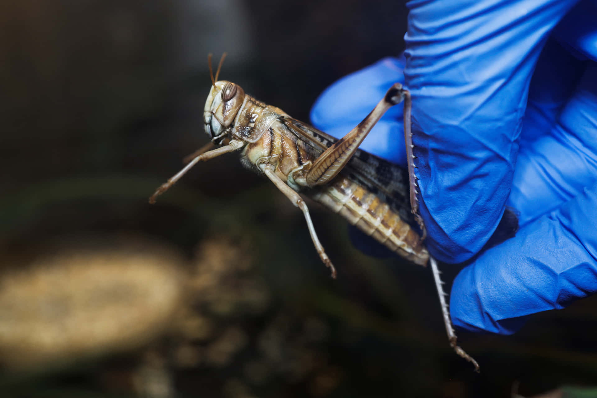 Close Up Locust Held In Blue Gloved Hand Wallpaper