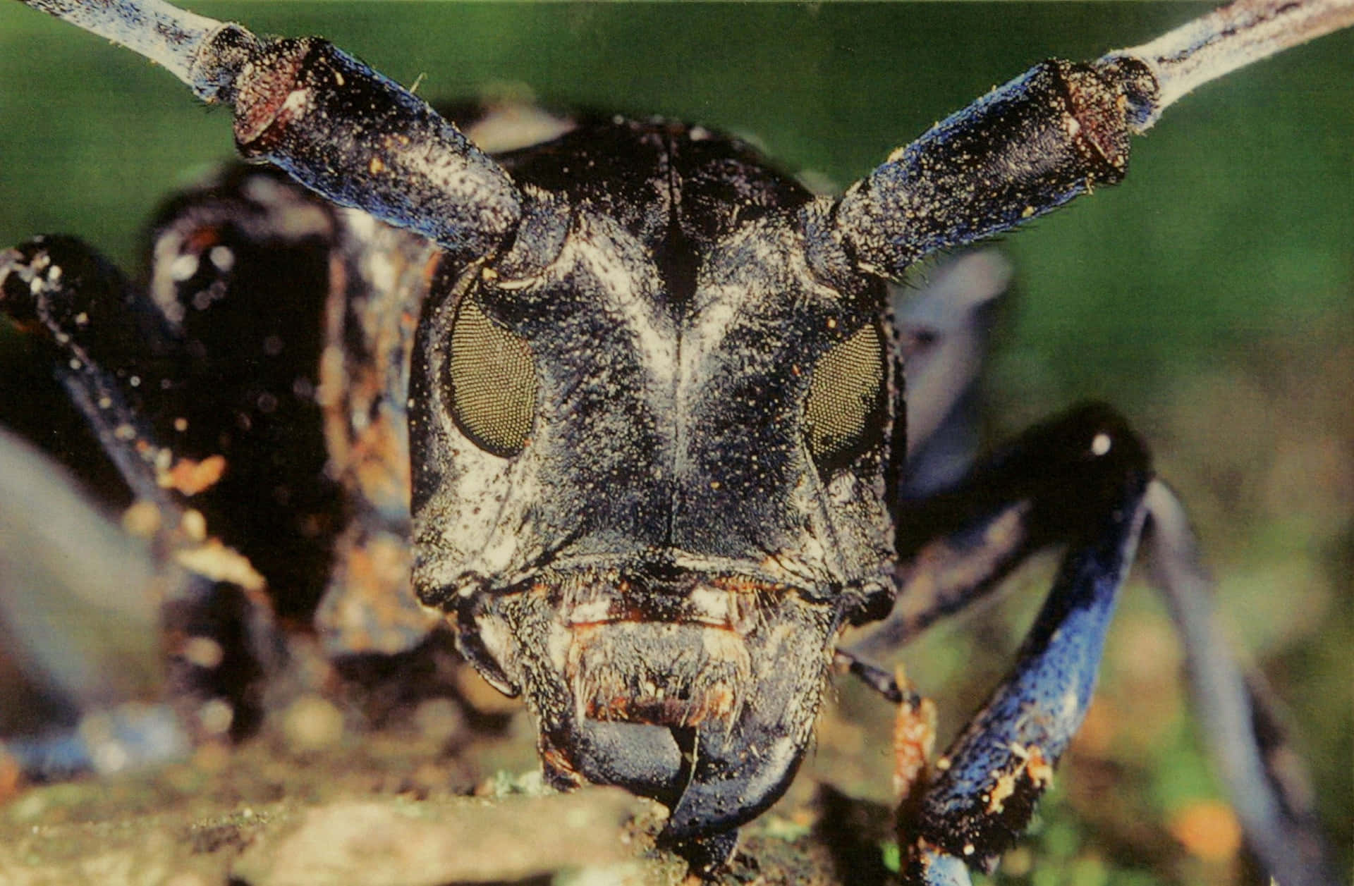 Close Up Long Horned Beetle Wallpaper