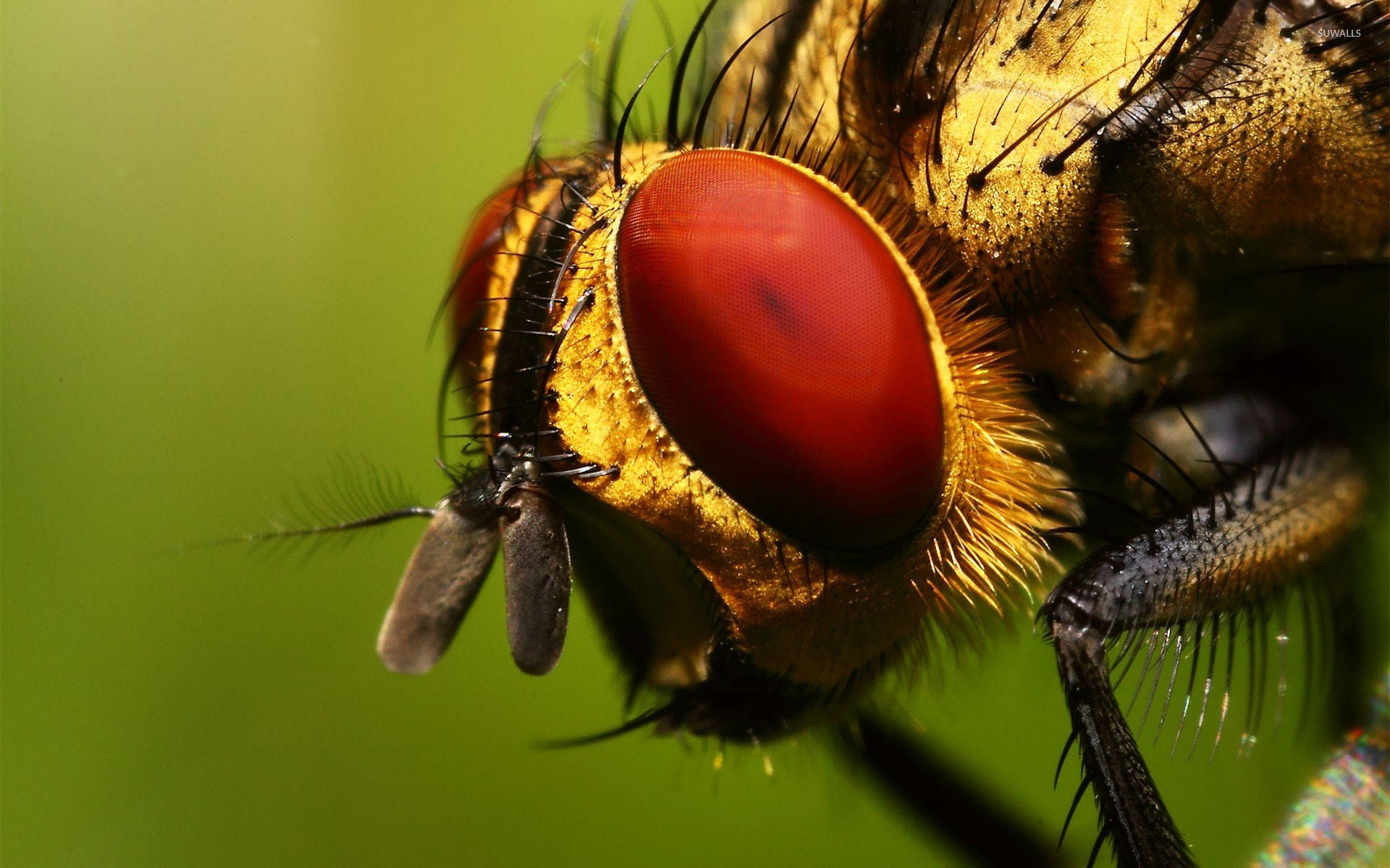 Et tæt på kig på et insekt som en bill Wallpaper