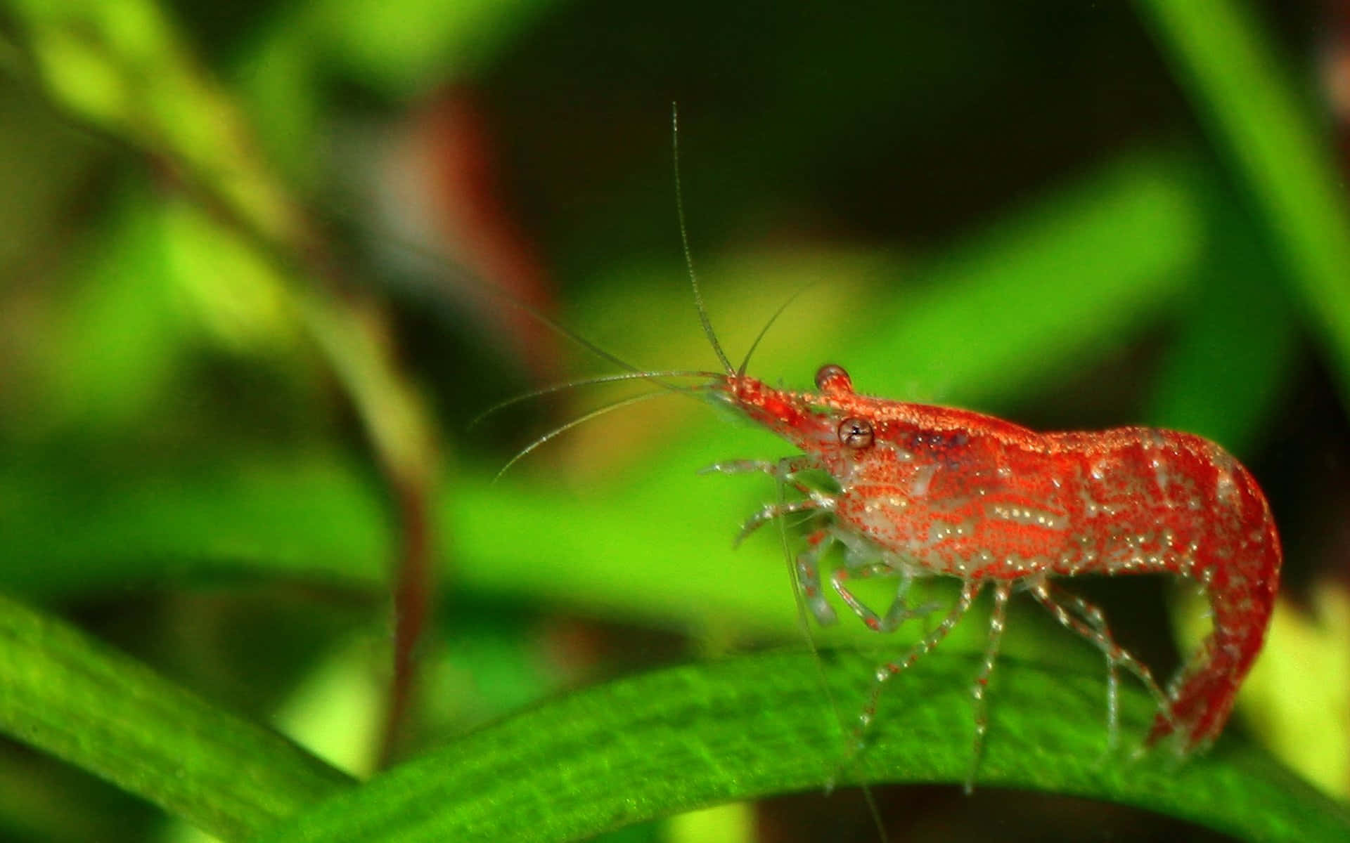 Close-up Look At Colorful Shrimp In The Wild. Wallpaper