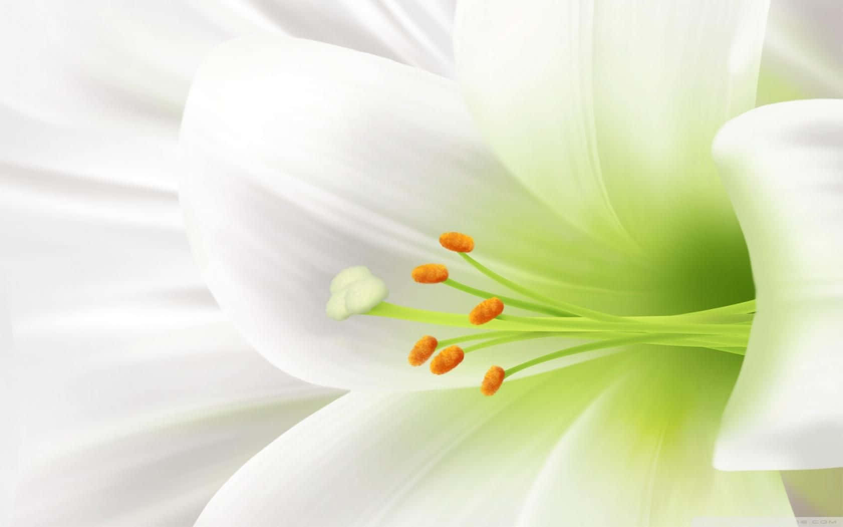 Close-up Look Of Lily Flower Wallpaper