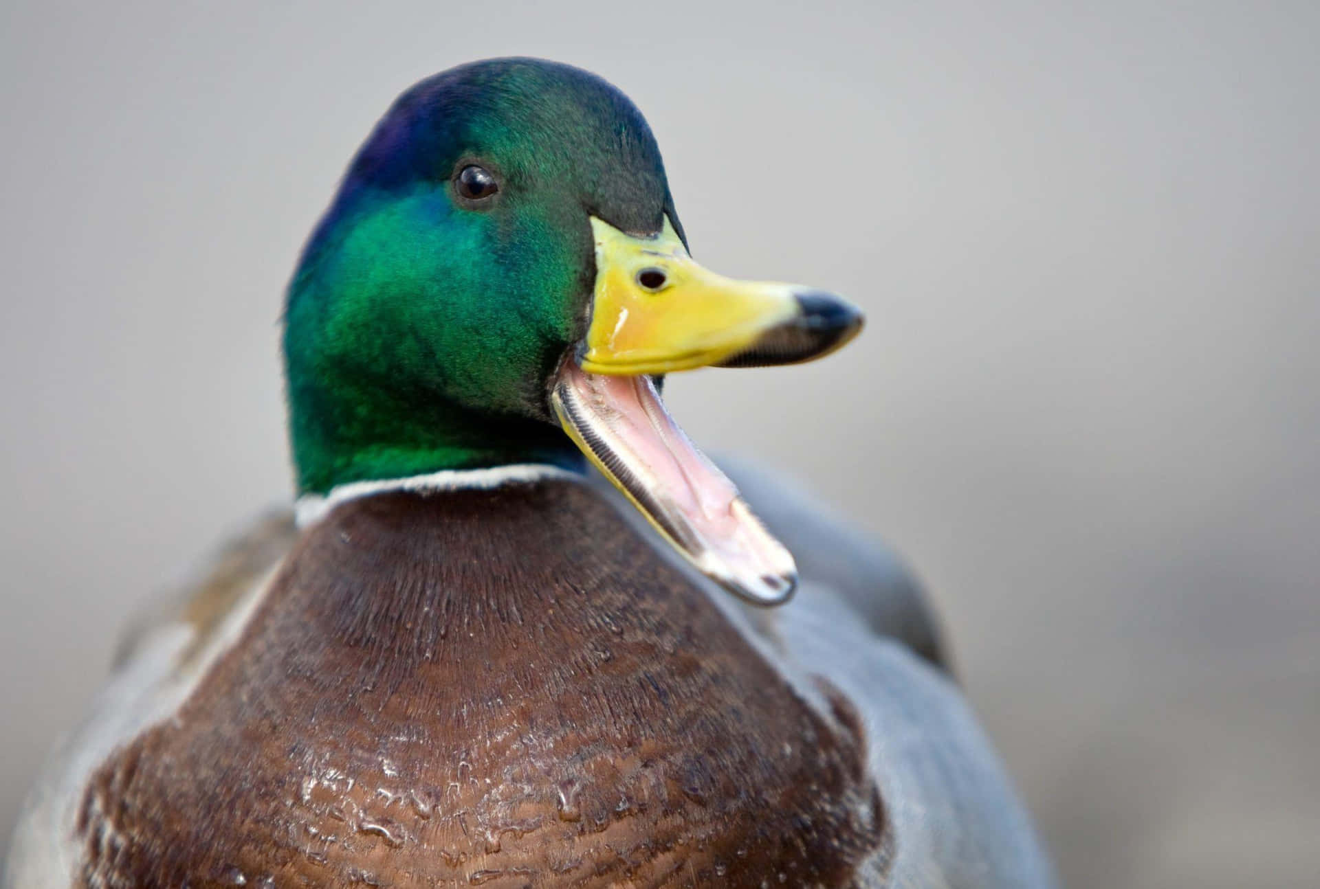 Close Up Mallard Duck Quacking Wallpaper