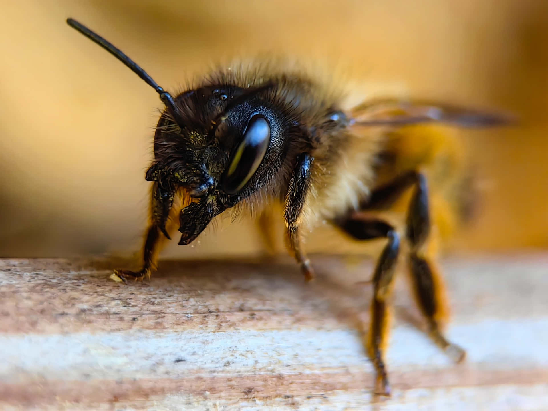Close Up Mason Bee Wallpaper