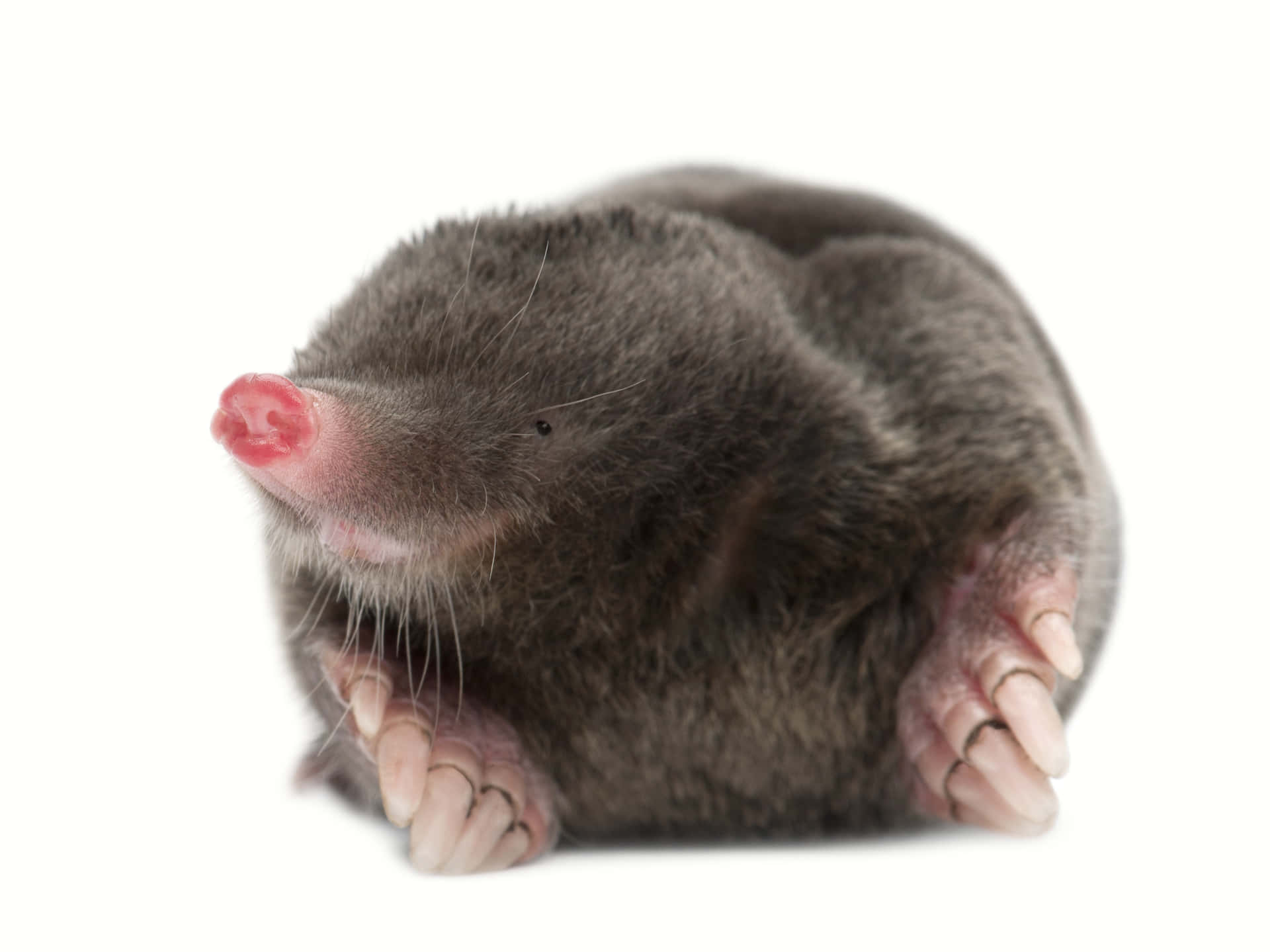 Close Up Mole White Background Wallpaper