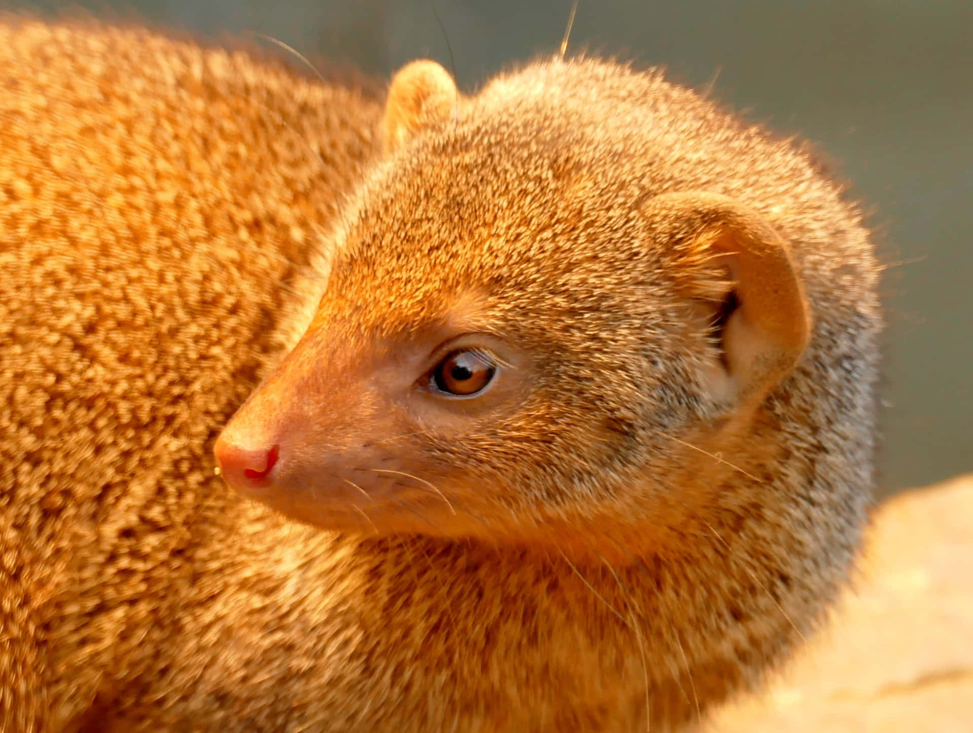 Close Up Mongoose Portrait Wallpaper