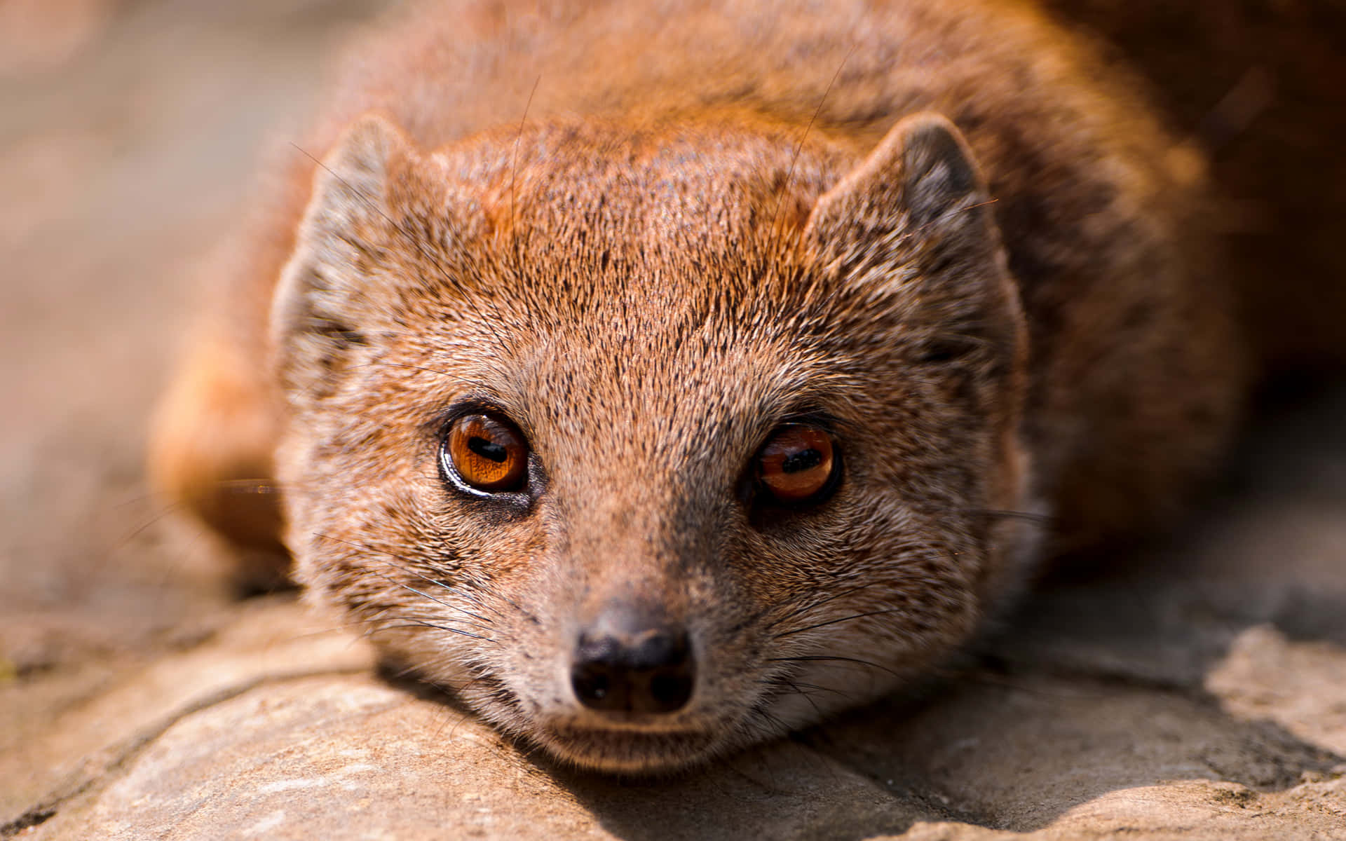 Close Up Mongoose Rustend Achtergrond