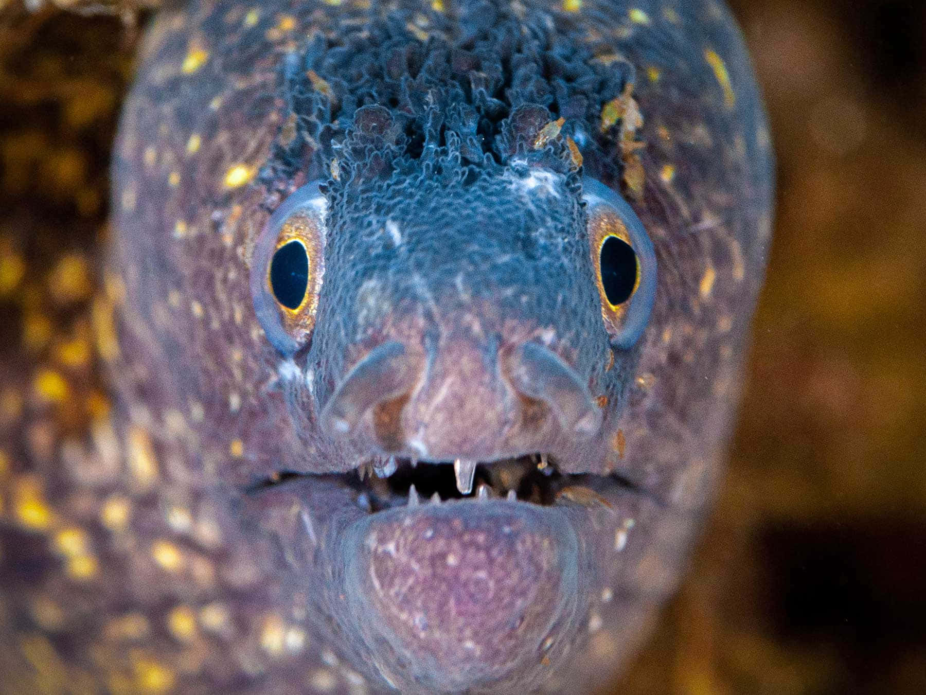 Close Up Moray Eel Face Wallpaper